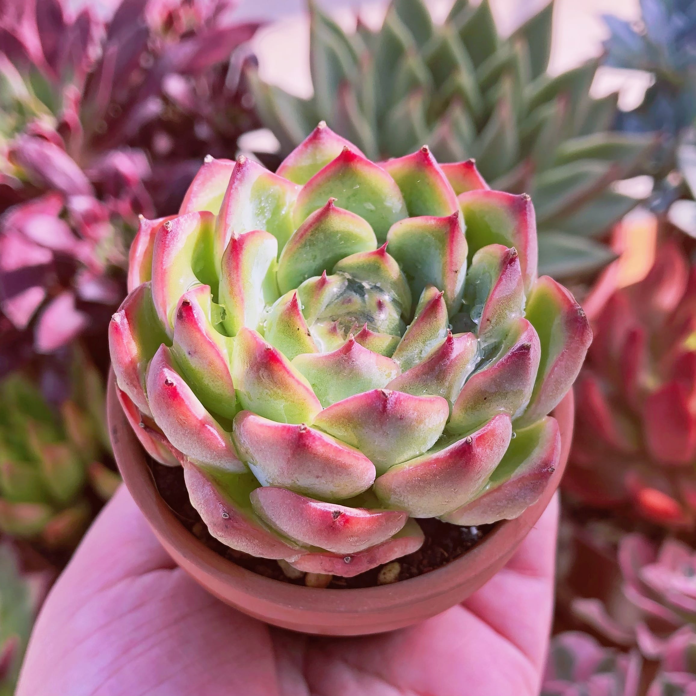 多肉植物 艶姫 | るる農園~多肉植物専門