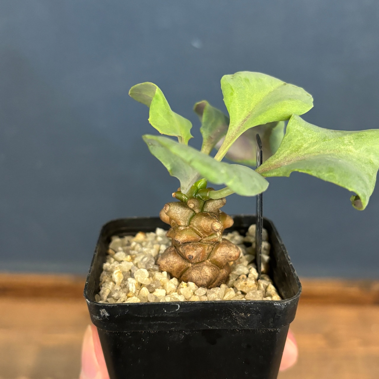 オトンナ ヘレー【1007】