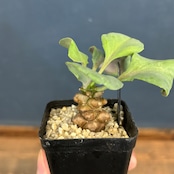 オトンナ ヘレー【1007】