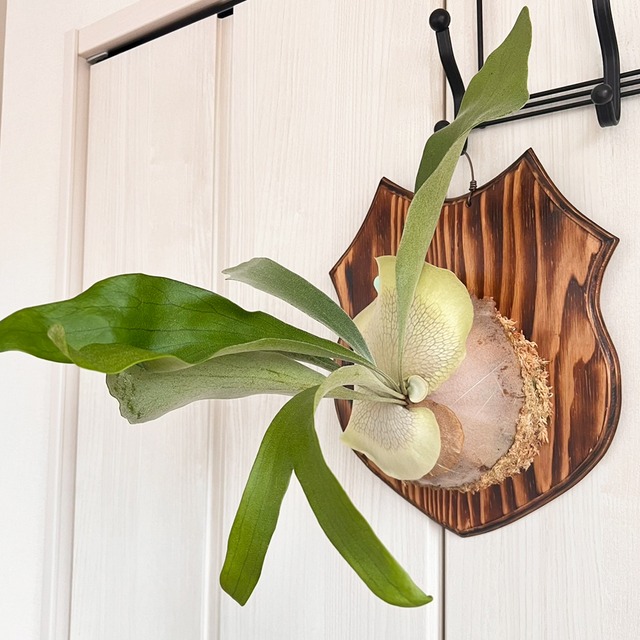 ビカクシダ ネザーランド 大サイズ 板付 【観葉植物 室内 コウモリラン】