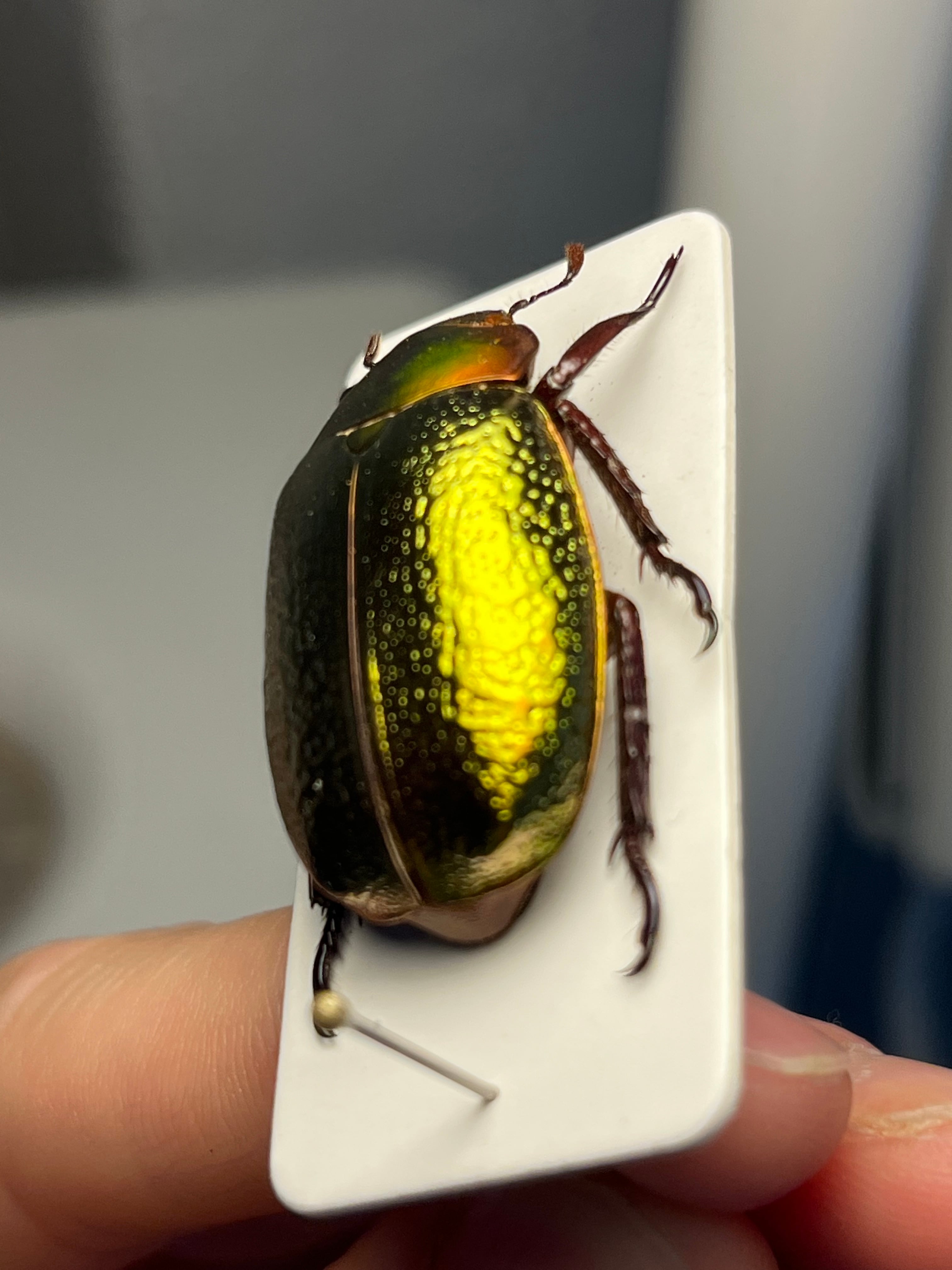 最新作】ボウカルディプラチナコガネ Chrysina boucardi GOLDform 頭が
