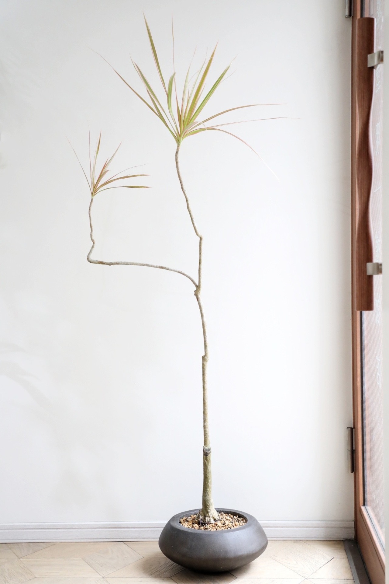 【都内近郊限定配送】【150cm】ドラセナ コンシンネ トリカラー/Dracaena Tricolor ※陶器鉢付き