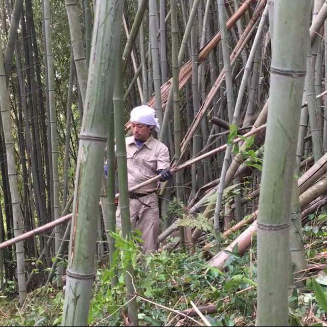 【竹林整備】あなたの応援で竹1本伐採