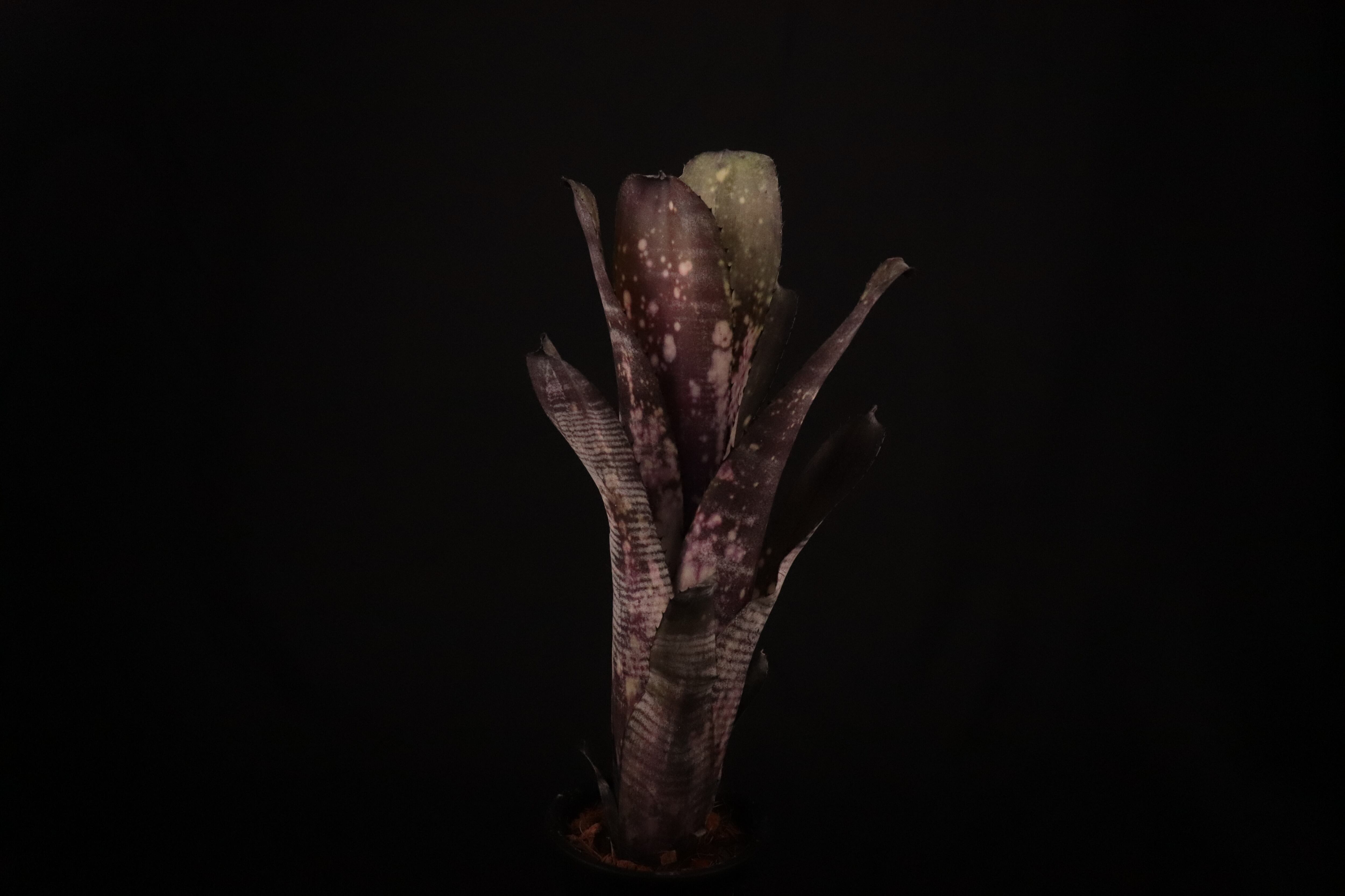 送料無料】Billbergia 'Mucho Mas'〔ビルベルギア〕現品発送B0165