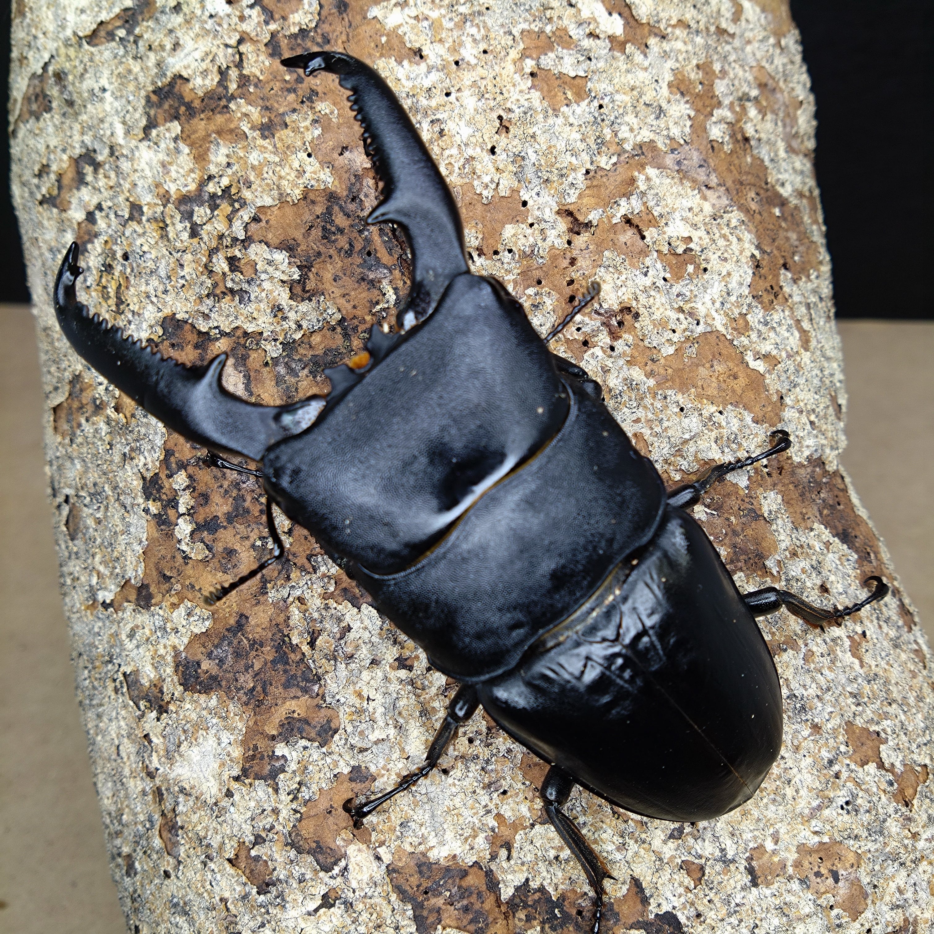 WF139「本朝虞初新誌」3冊揃 菊池純著 文玉圃藏版 吉川半七 明治16年 和本唐本古書漢籍書道碑法帖 ◇宮崎古物店◇古美術渡来古田黄石『達磨立像』手彫 清朝期