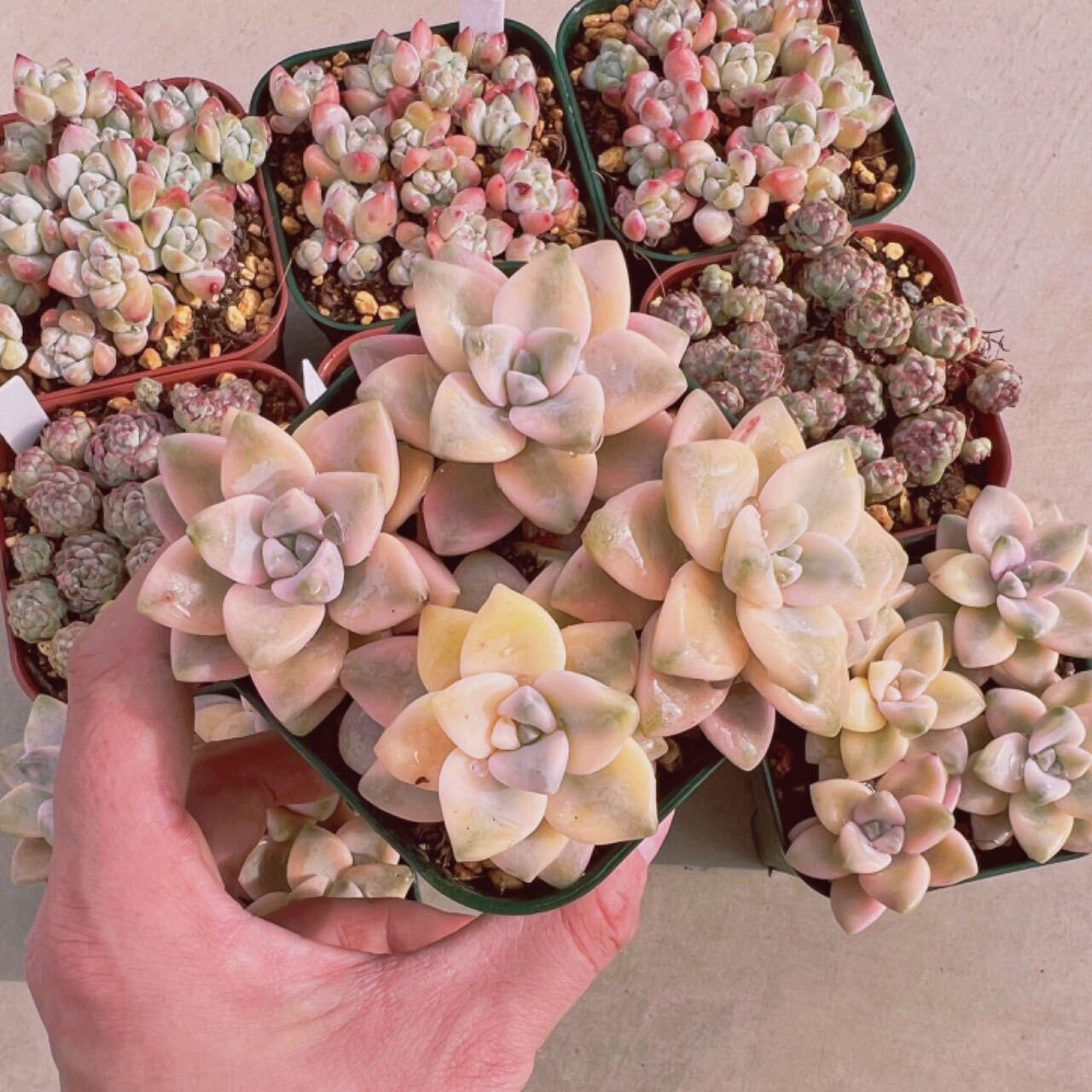 セット011(1月26日base販売会)