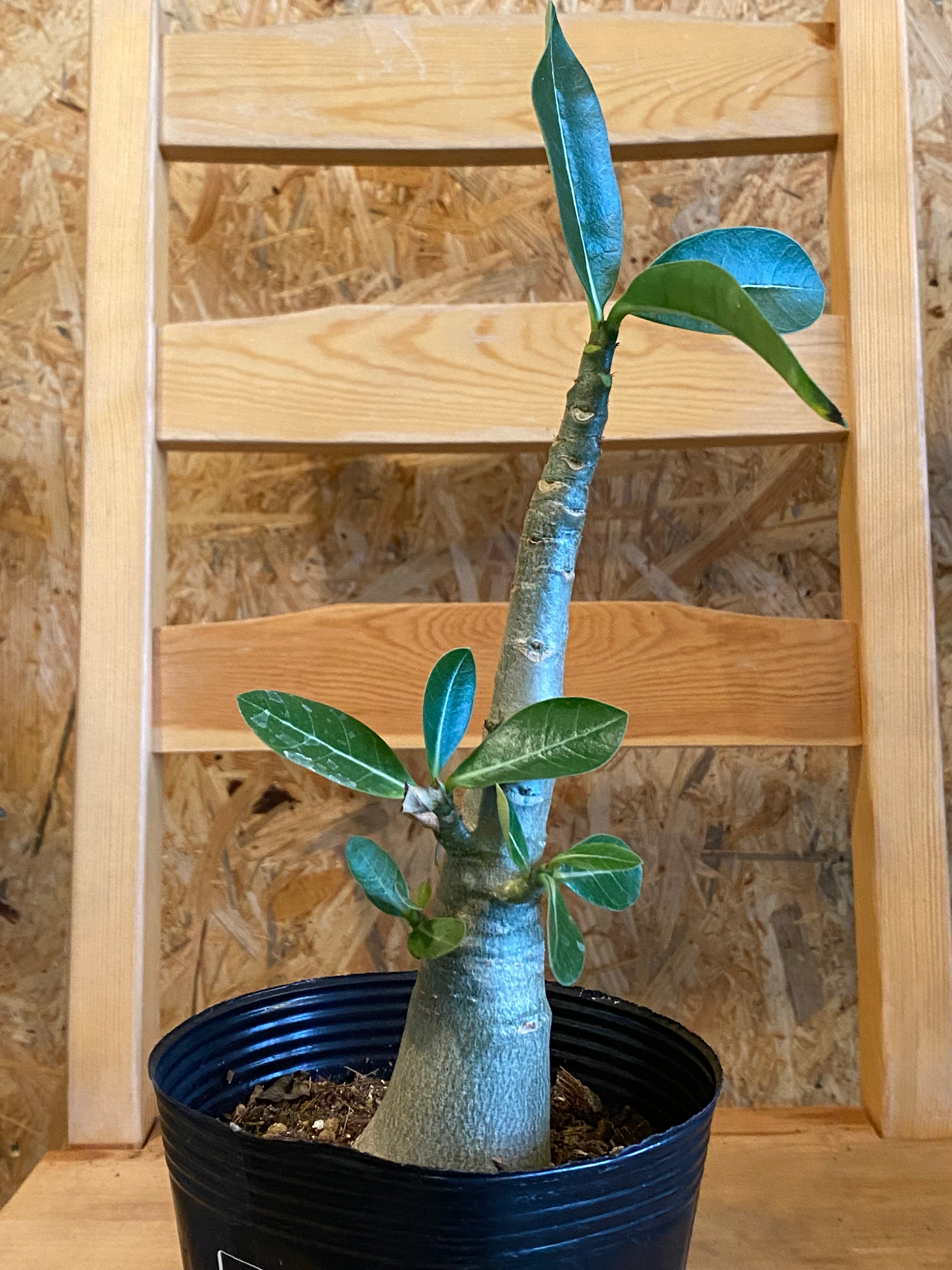 アデニウム　ブラック アデニウム/ブラック – Hachi-8