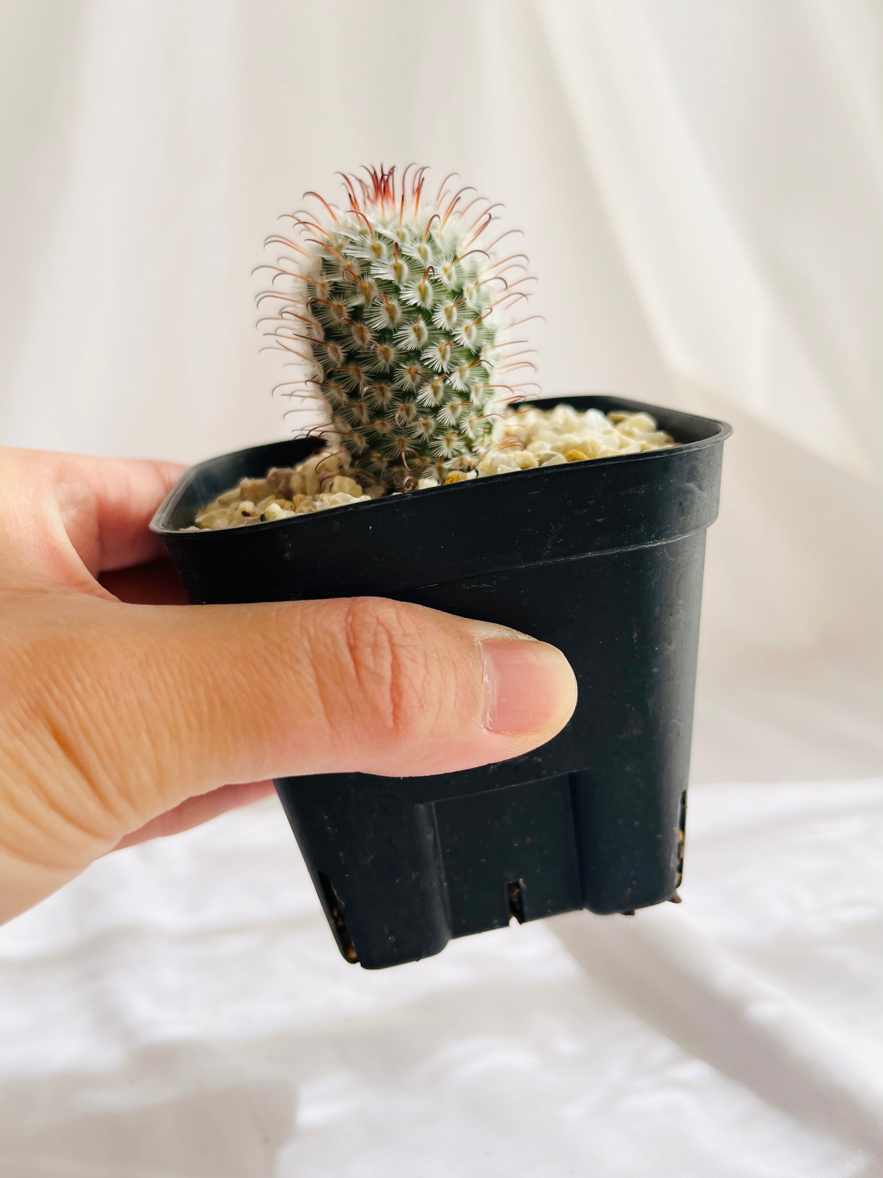 Mammillaria perezdelarosae マミラリア ペレスデラロサエ サボテン