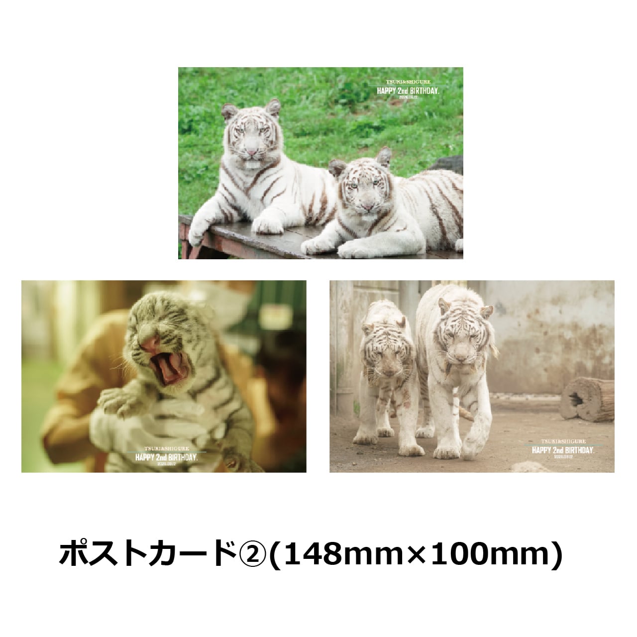 アニマル DD-6334 14mmシングル ホワイト 100枚入り×2 HAPPY 2nd BIRTHDAY」ポストカード＆ステッカーセット | 伊豆アニマル