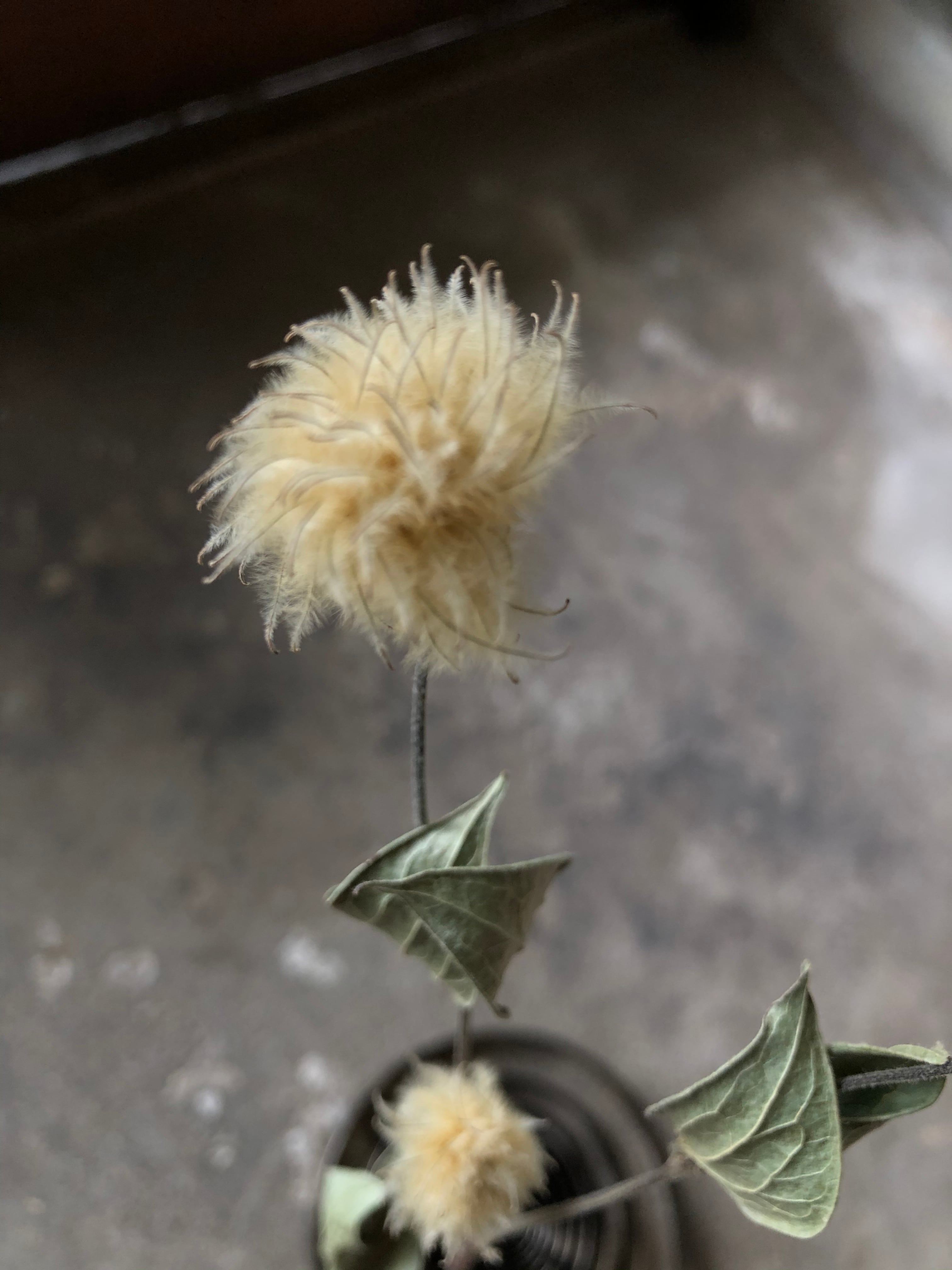 クレマチスシラ ドライフラワー 束 | MEmENTO Dried flower