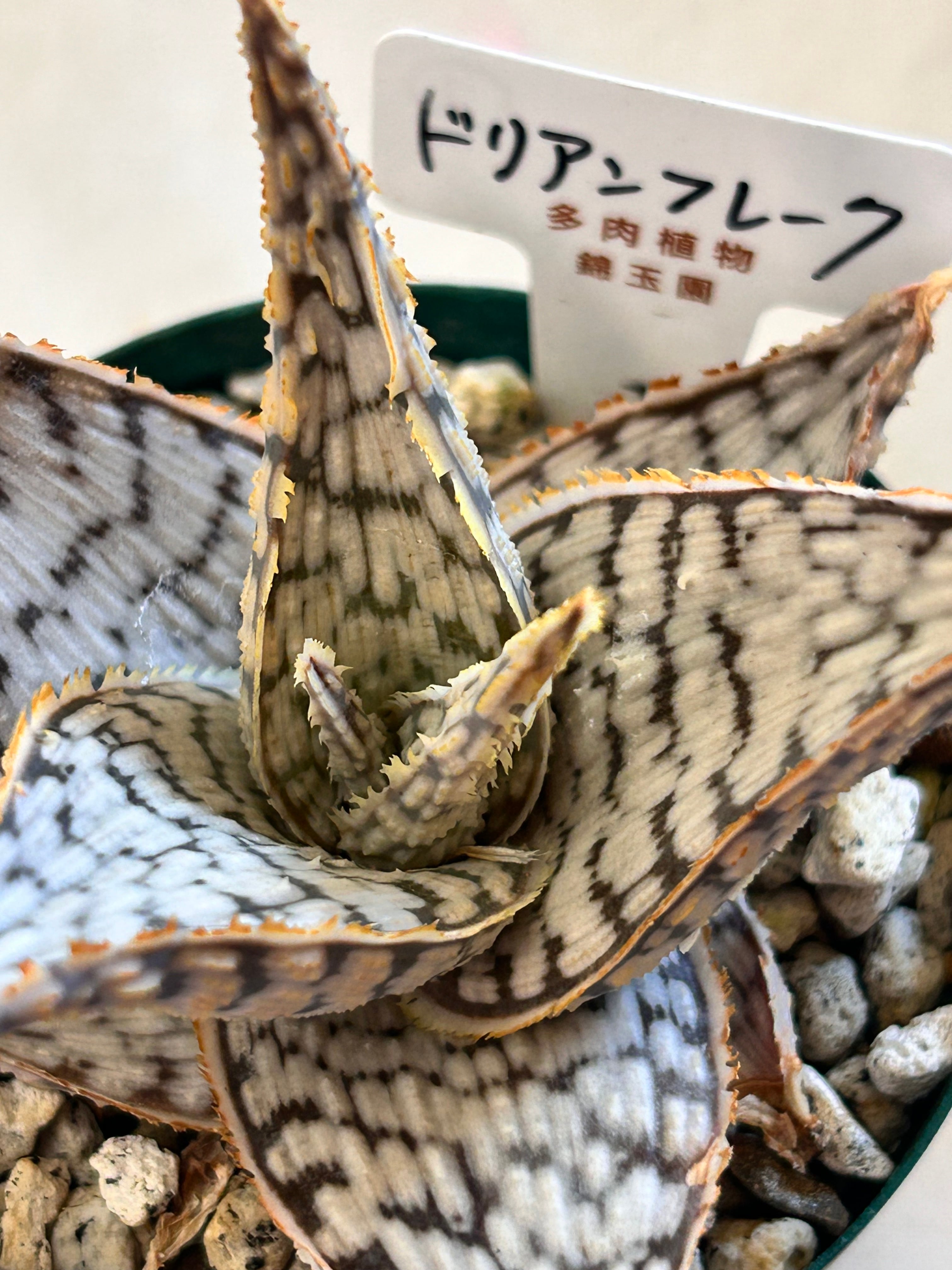 ドリアン2玉 錦玉園 ドリアンフレーク 2.5寸② | GREEN JAM foliageplant