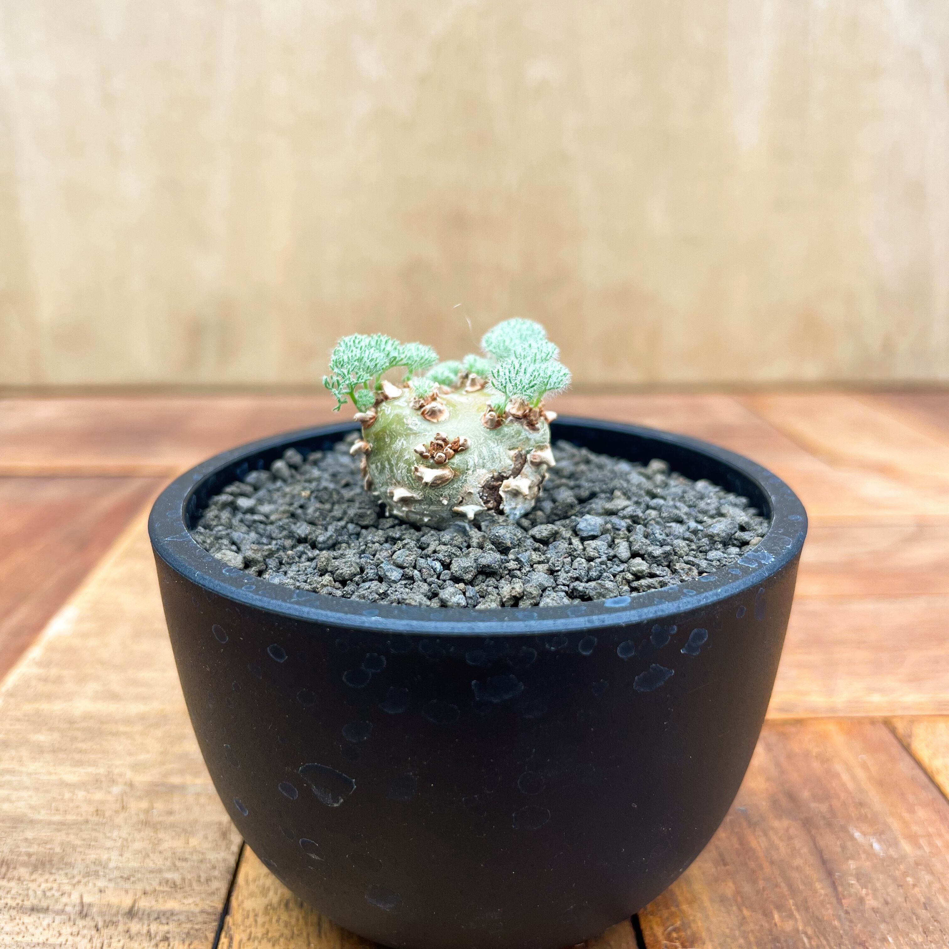 レア品種　モンソニア　ペニクリナム　実生 レア品種 モンソニア ペニクリナム 実生 - メルカリ