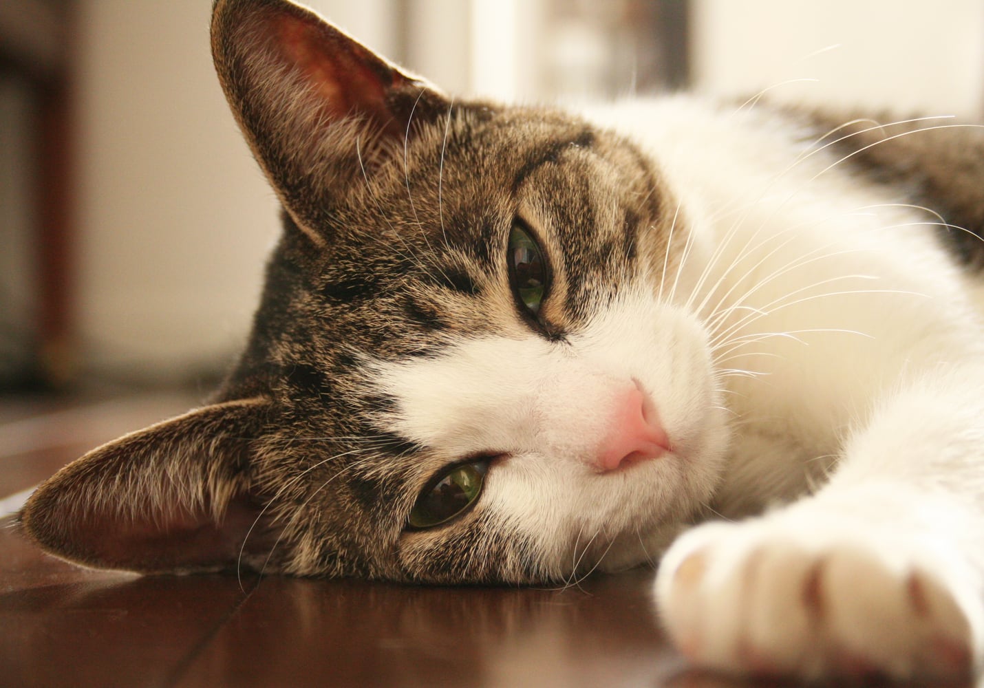 猫 ポストカード The Cat who....おねむ 10x14.8センチ(cm)官製はがきサイズ 猫写真 はがき ねこ葉書 ネコハガキ Postcard アイとちび ジェリー