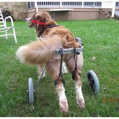 老犬 高齢犬 犬用 車椅子/後輪サポート(M型・17kg～25kg・胴幅19.5cm