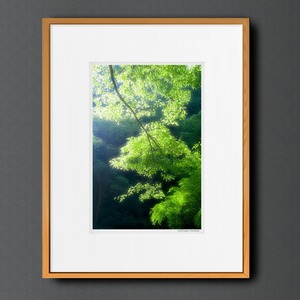 KOMOREBI #04 ■額縁サイズ(大全紙)726×544mm