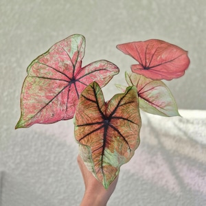 《Caladium Hybrid 》 カラジウム ハイブリッド 観葉植物 葉色 アロイド