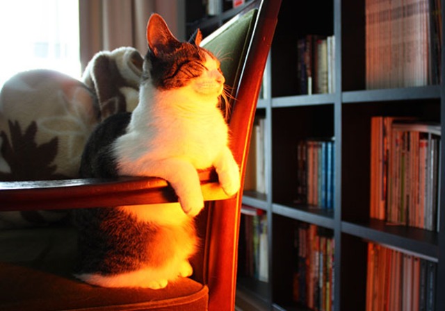 猫 ポストカード The Cat who....猫は暖をとる 10x14.8センチ（cm）官製はがきサイズ 猫写真 はがき ねこ葉書 ネコハガキ Postcard アイとちび アイシス