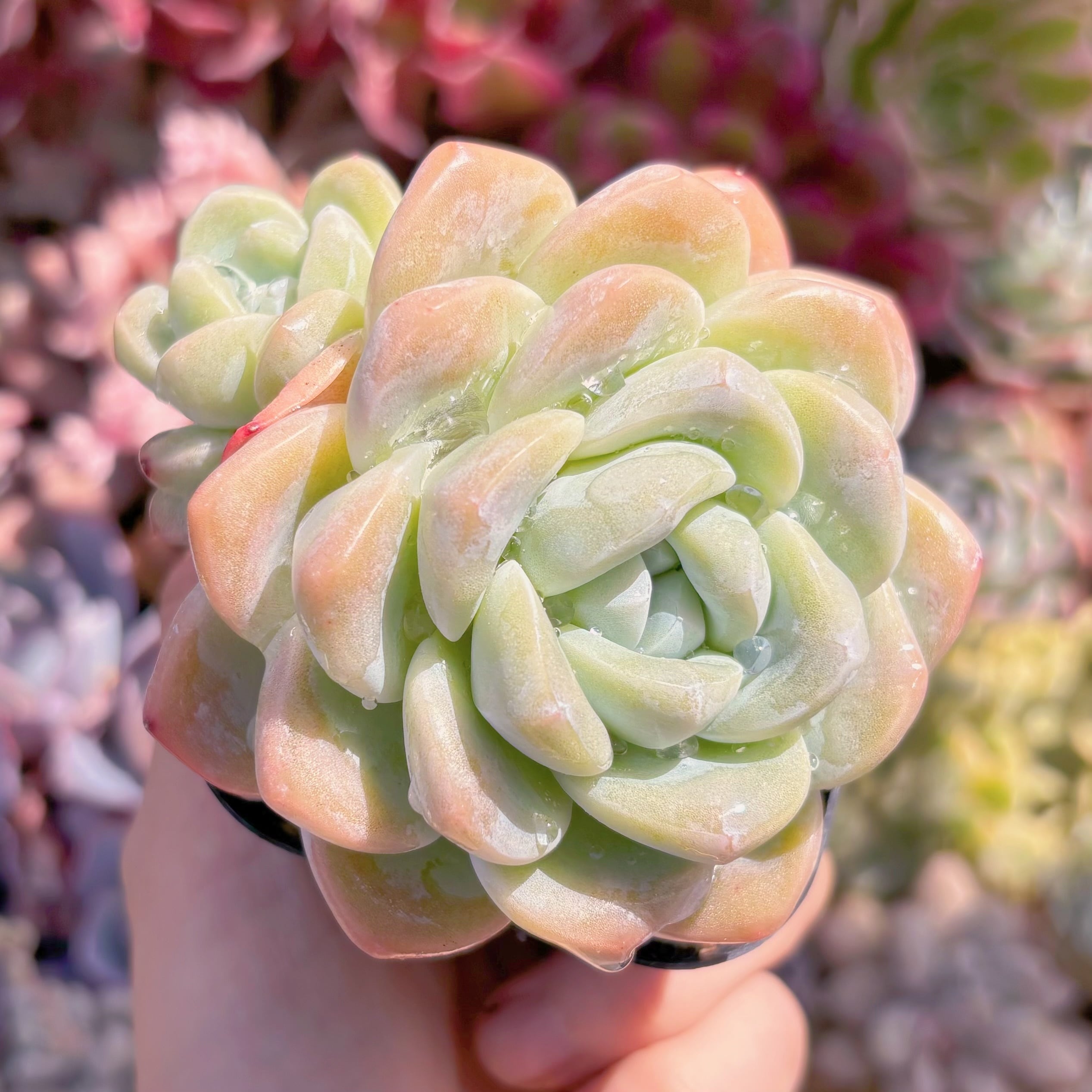 現品　アイスグリーン#636　るる農園