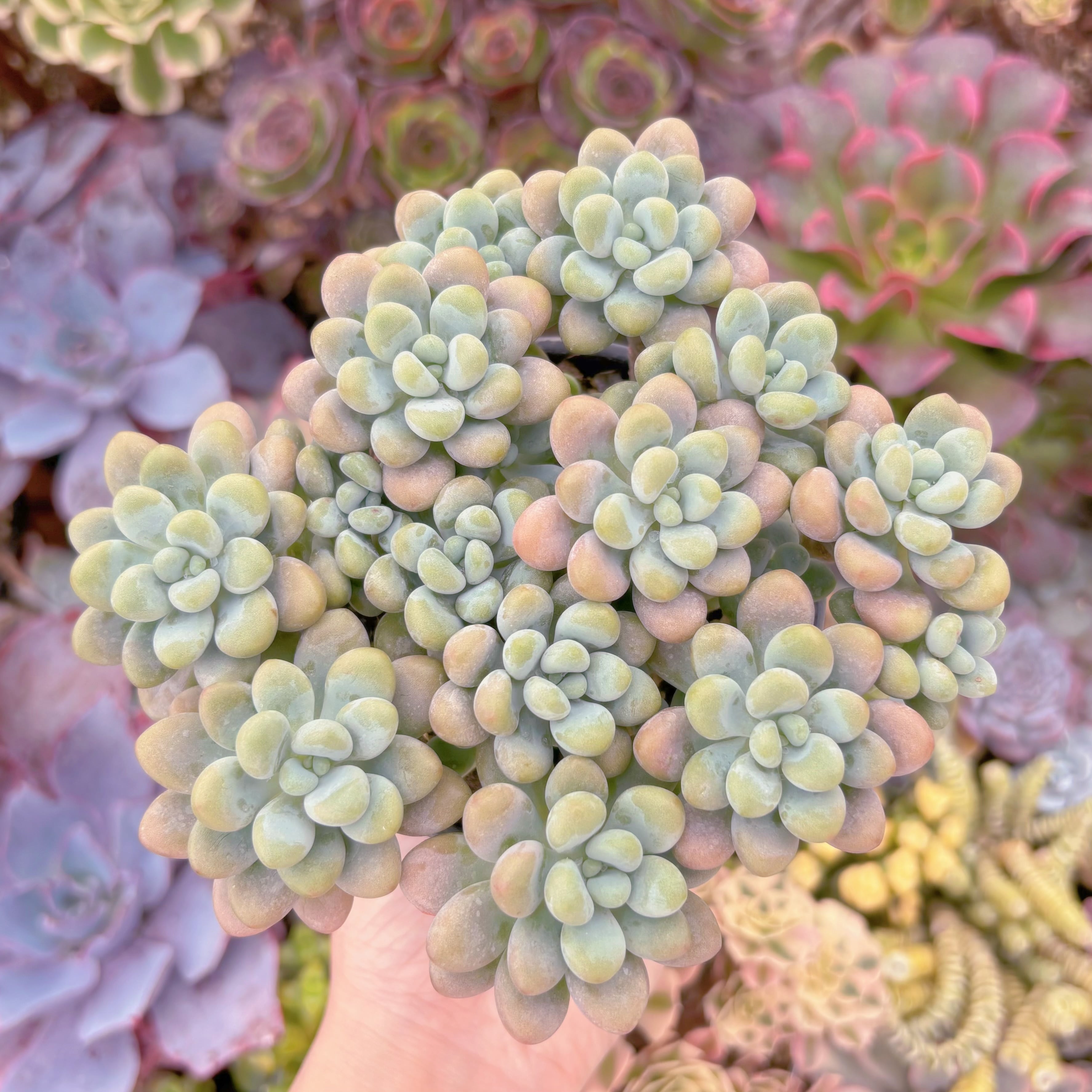 現品　マカロンxロココ#A12　大群生　るる農園