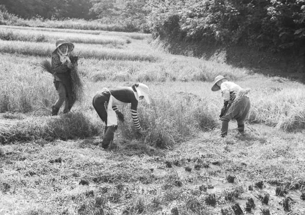 ヤンマ産業 サッパカマ M ヤンマ産業 サッパカマ M ヤンマ産業 サッパカマ M