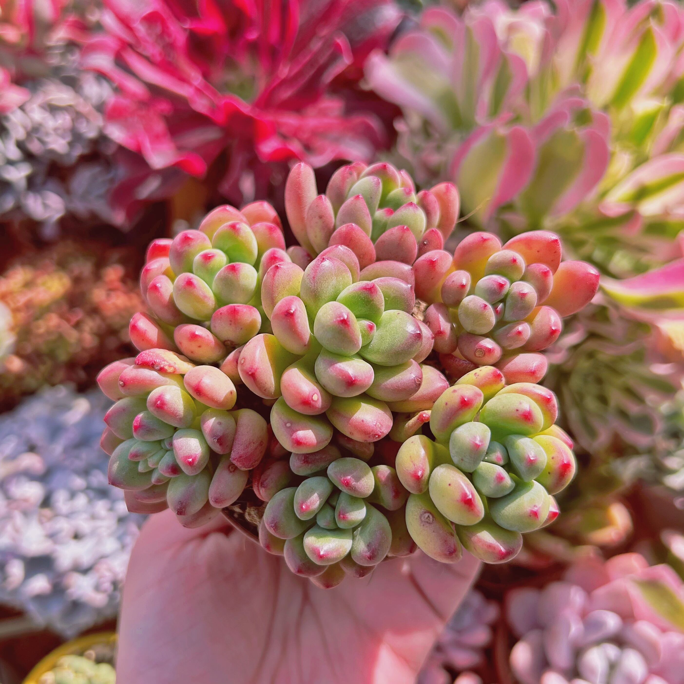 #839現物　多肉植物　新品種　トミーキャット　