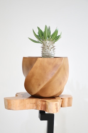 【S】パキポディウム ホロンベンセ/Pachypodium Horombense