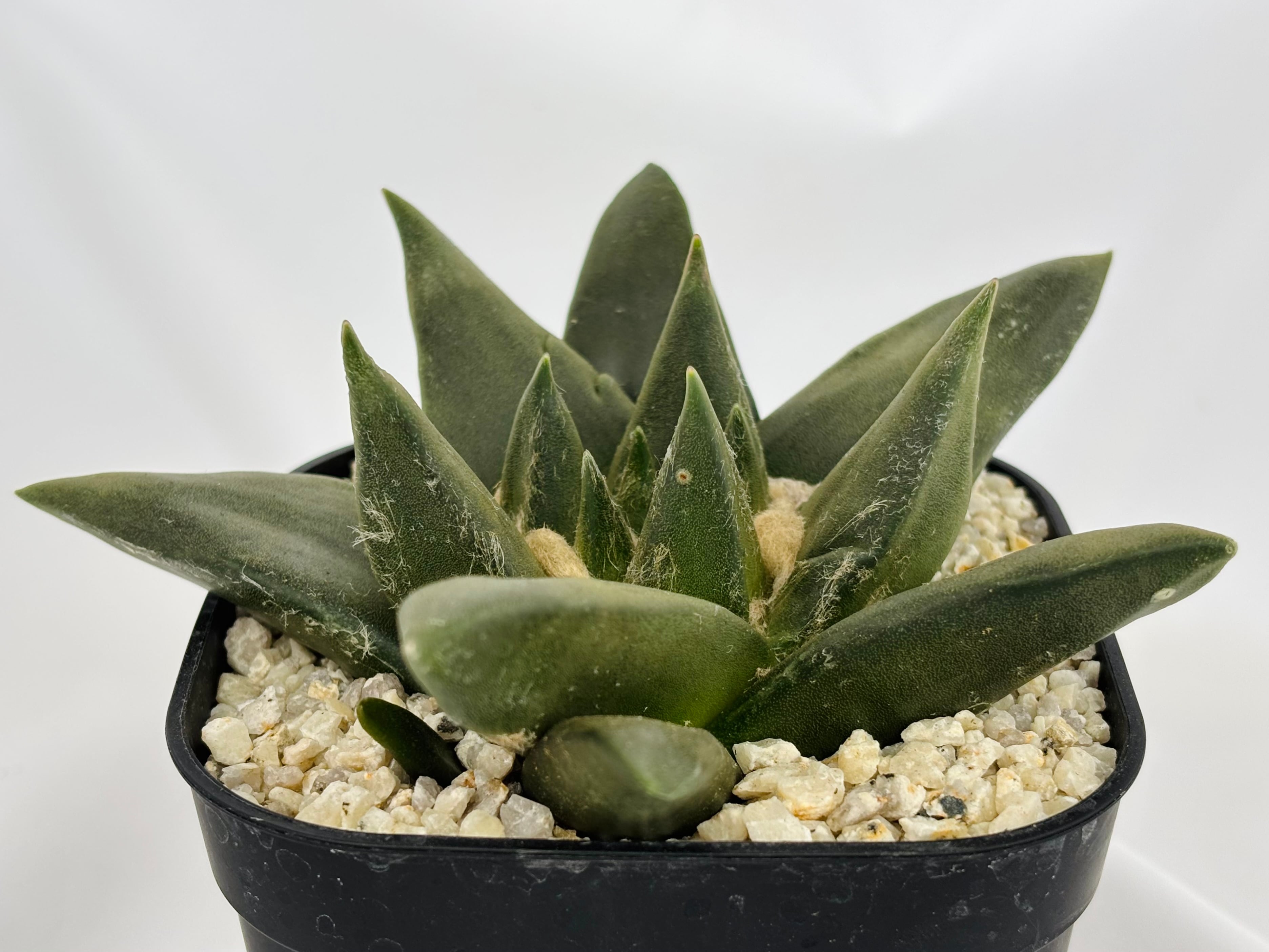 Ariocarpus trigonus アリオカルプス 三角牡丹 サボテン | plants MARU