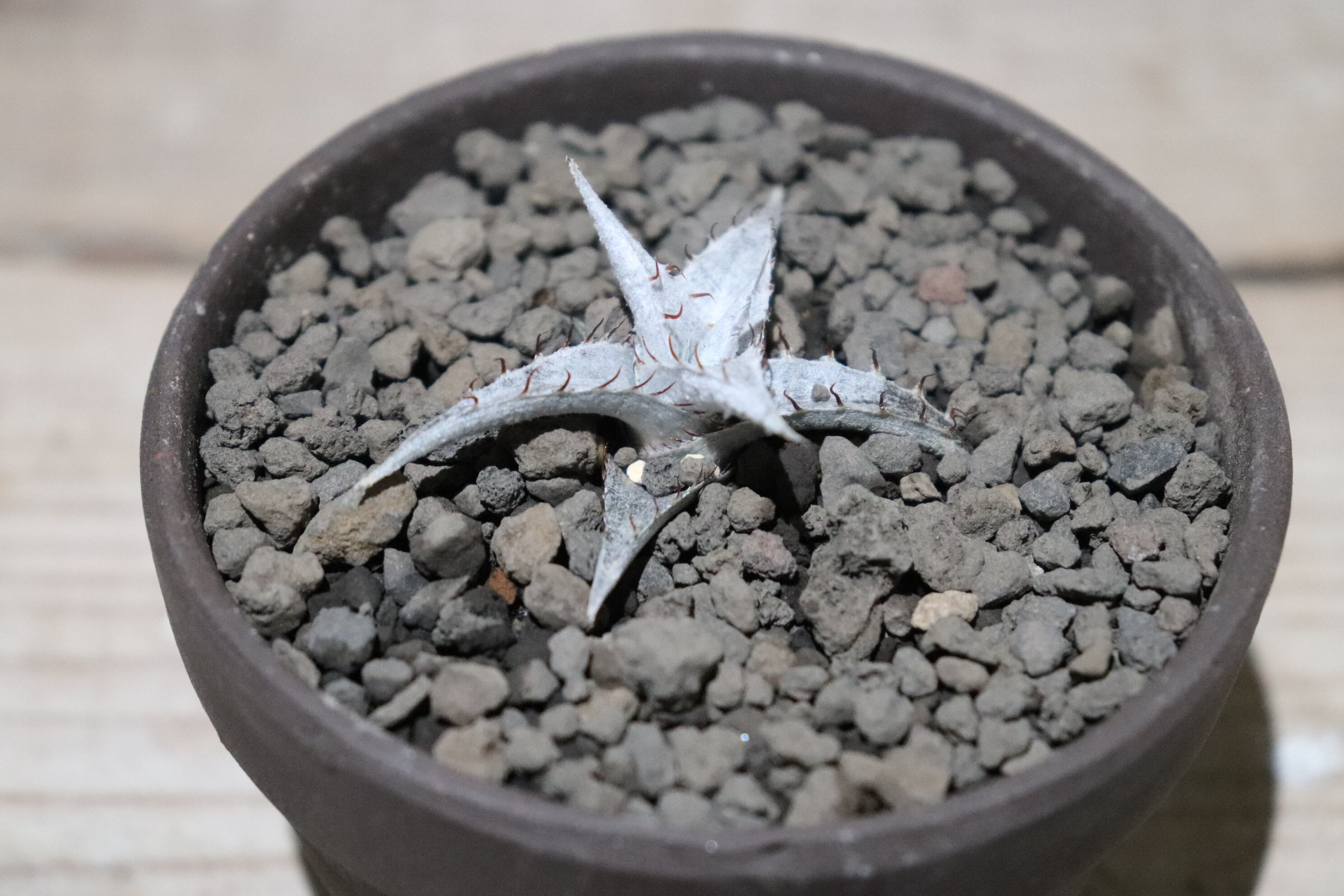 送料無料】braunii seedling〔ディッキア〕現品発送D0278