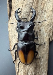 【WD】《セアカフタマタ(パリーフタマタ) 80.5mm ペア》