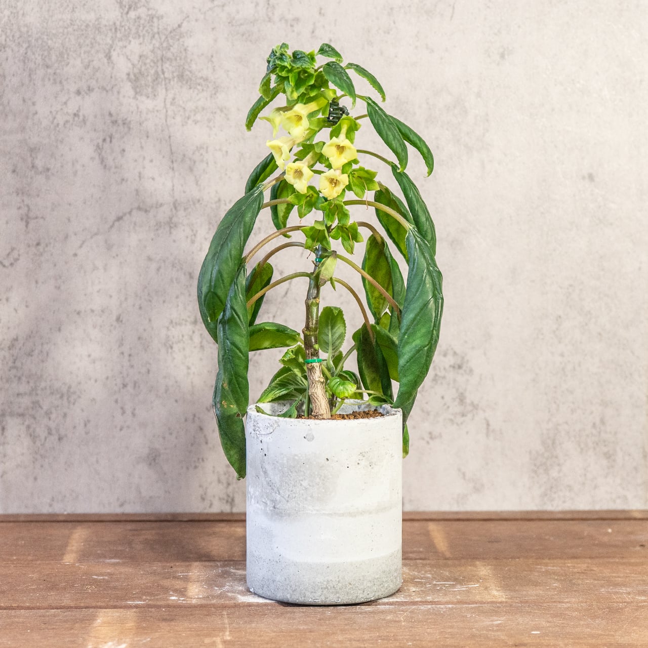 シンニンギア・リンドレー｜筒状の花が連なる可憐な姿×ツヤ葉が美しい観葉植物【手作りモルタル鉢仕立て／虫発生抑制】