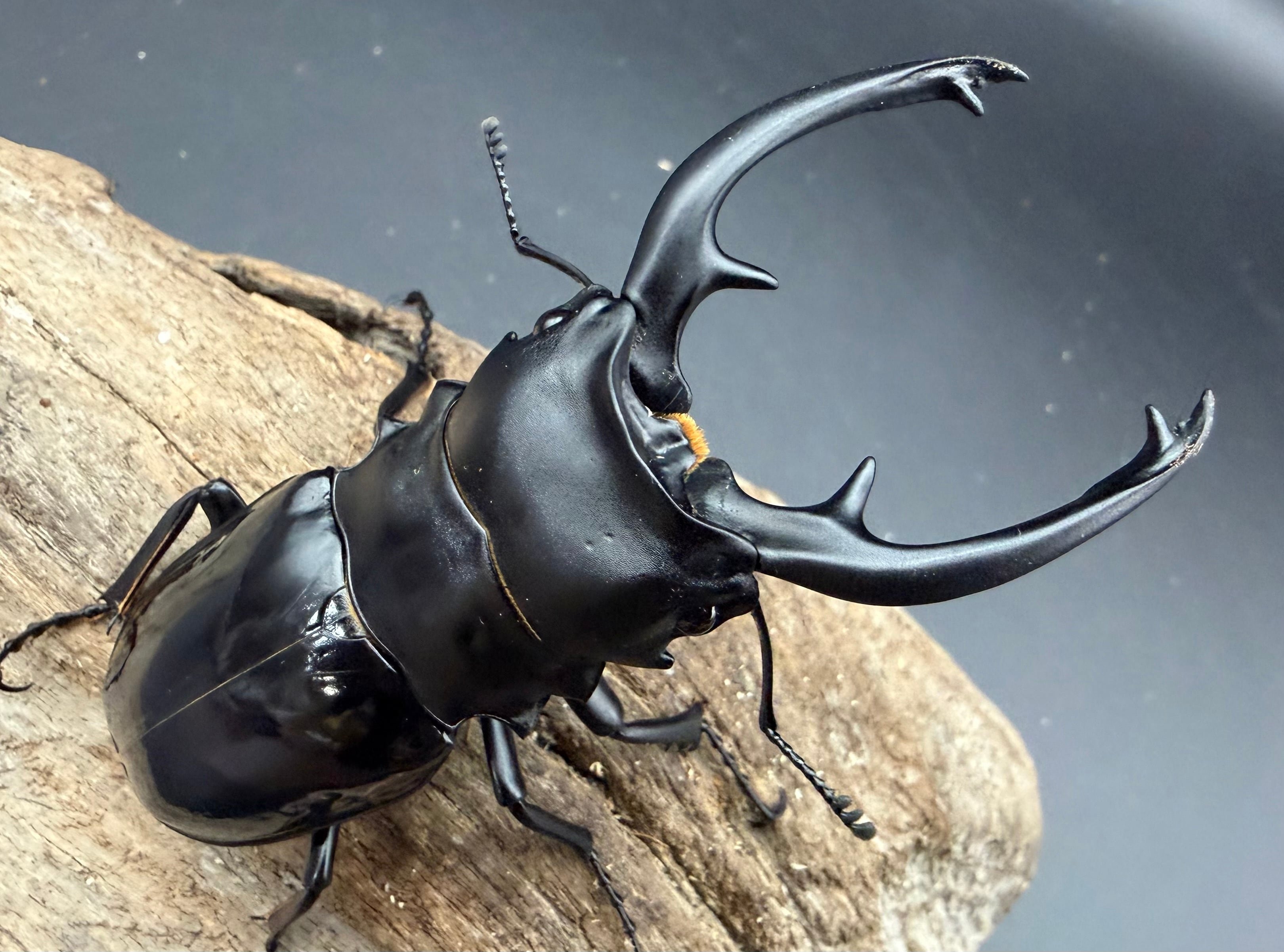 121mm】タイタンオオウスバカミキリ カブトムシクワガタハナムグリ