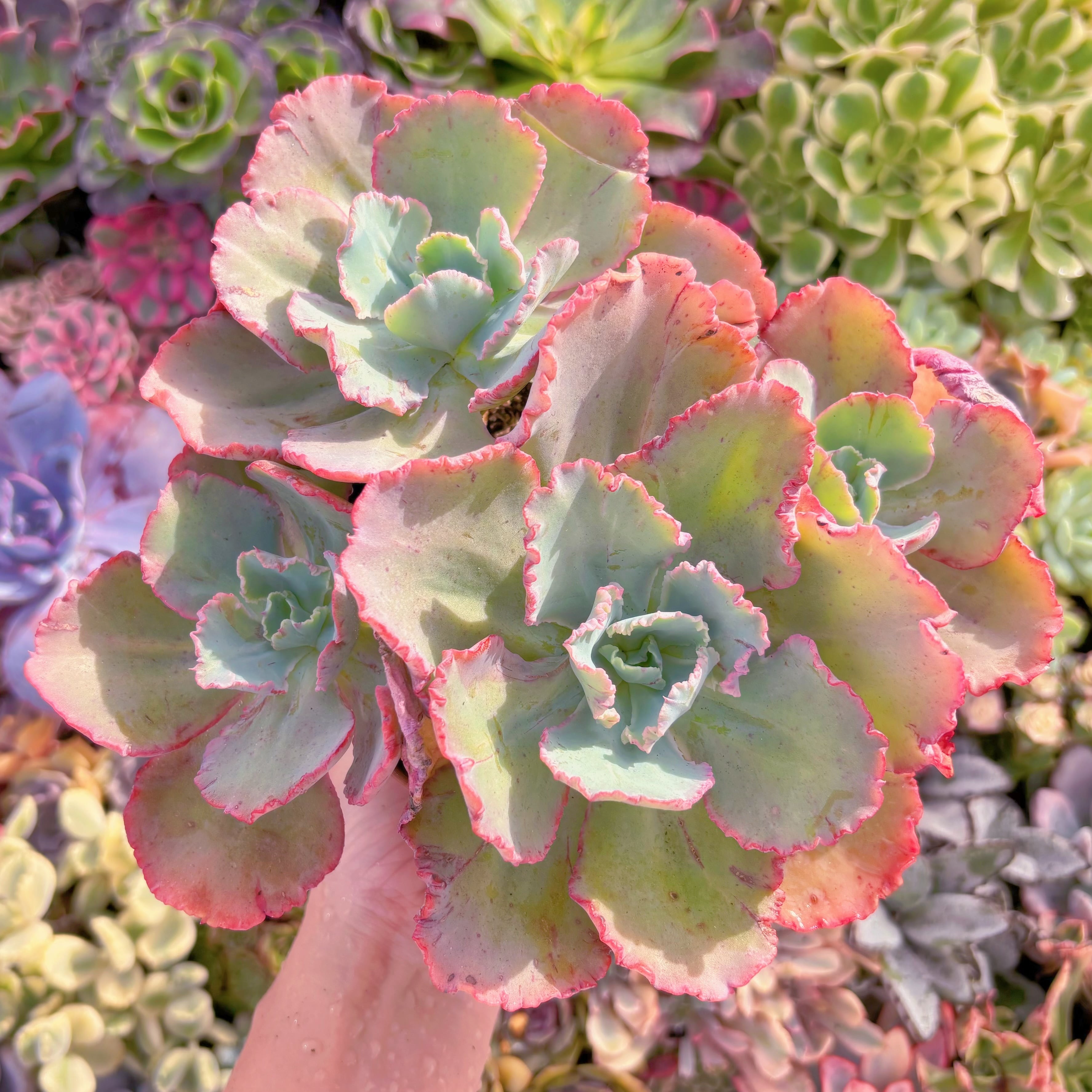 現品　火山女神#2210　特大群生　るる農園