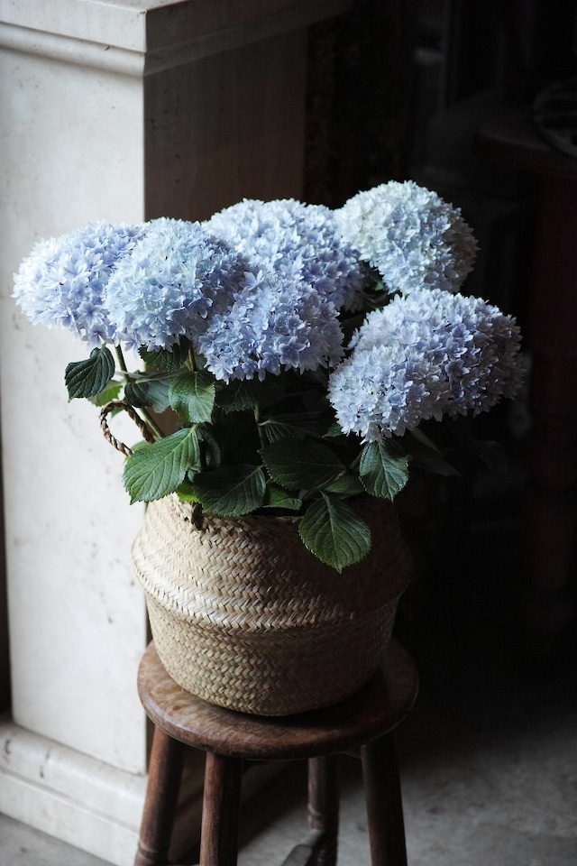 紫陽花とバスケット