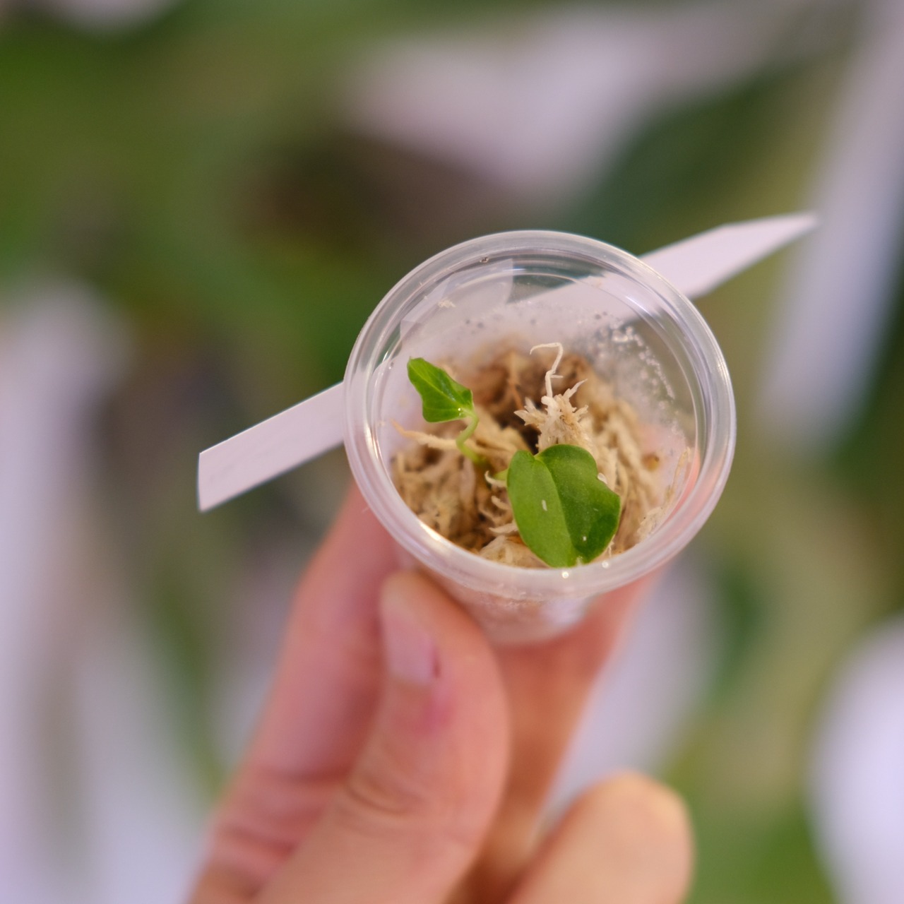 Anthurium Papillilaminum Guna Yala × Ralph Lynam S1 ‘Dwane’｜実生アンスリウム｜観葉植物