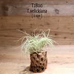 【送料無料】velickiana L〔エアプランツ〕現品発送T2800