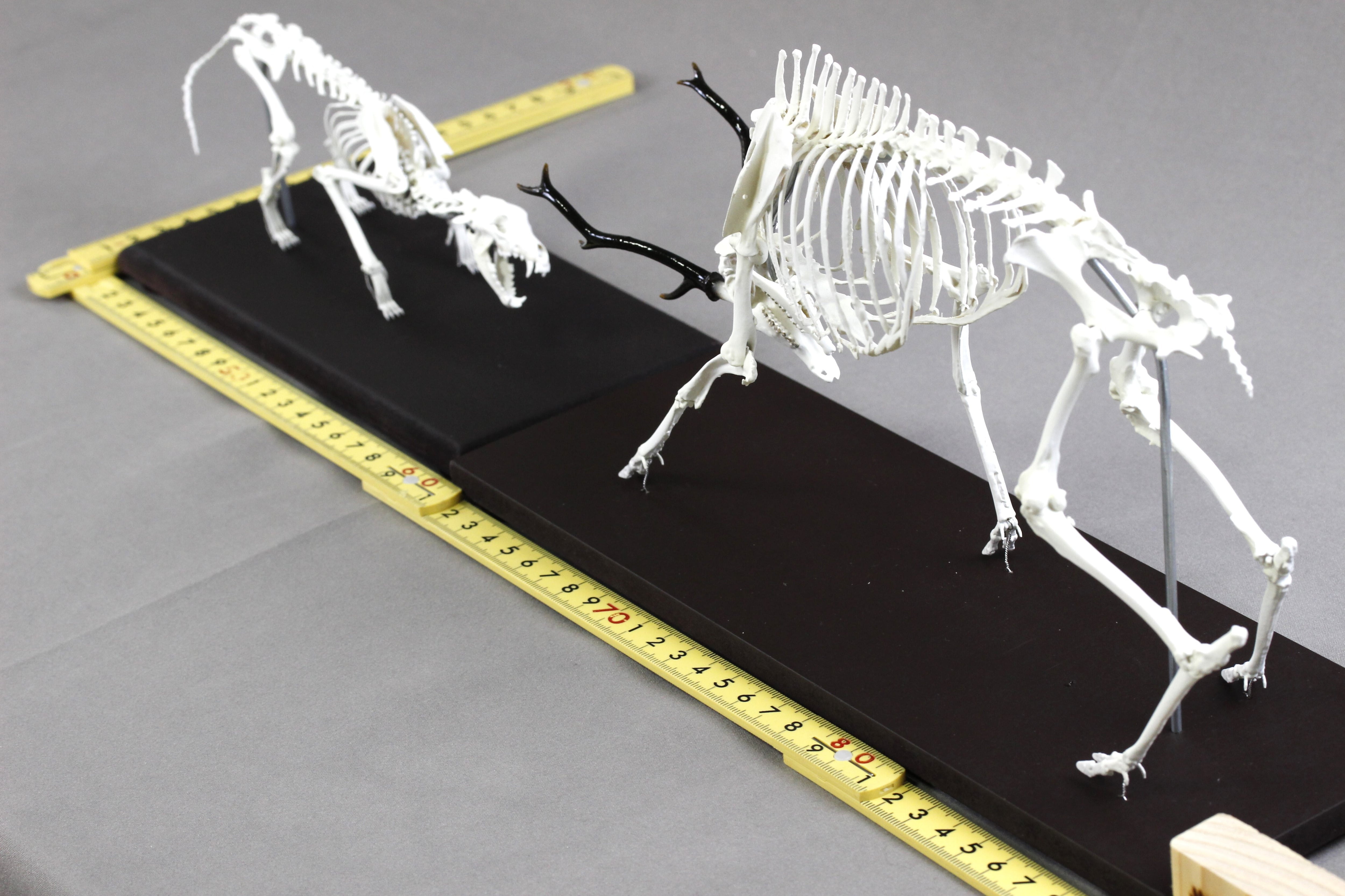 闘うニホンジカとニホンオオカミ 縮小全身骨格模型【ジオラマ風】 | PAY ID