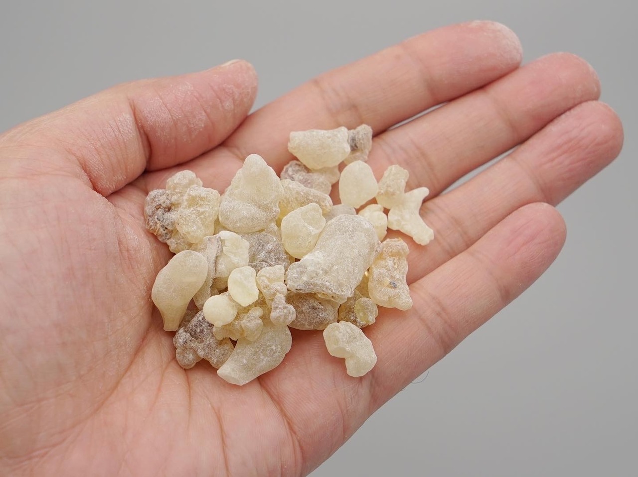 Fragrant Caudex Series 01 / Frankincense(フランキンセンス) - 2