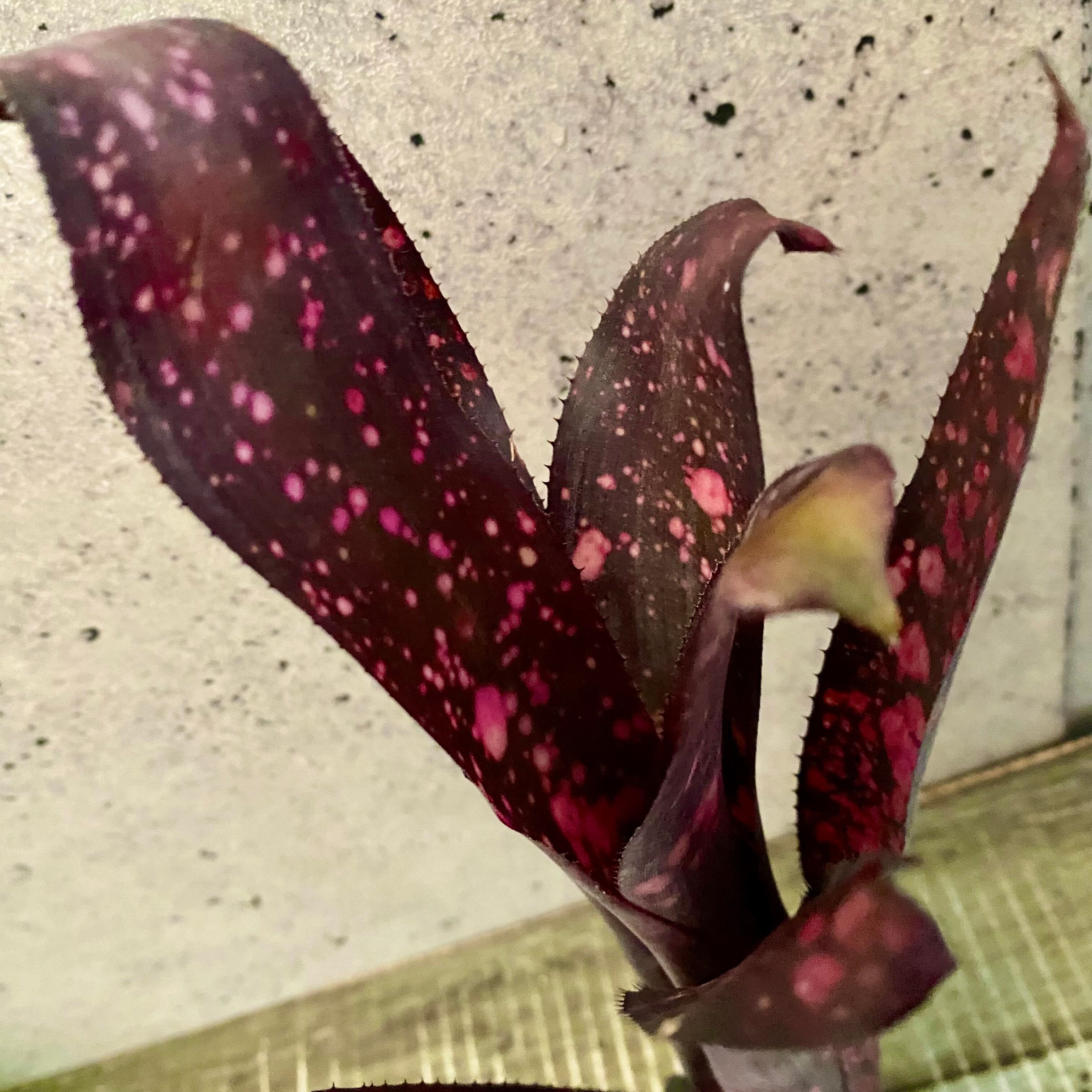レアです！タンクブロメリア『Black Cherry』 | Planet Plants