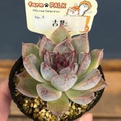 farmPALKさん苗 エケベリア 吉影【45】