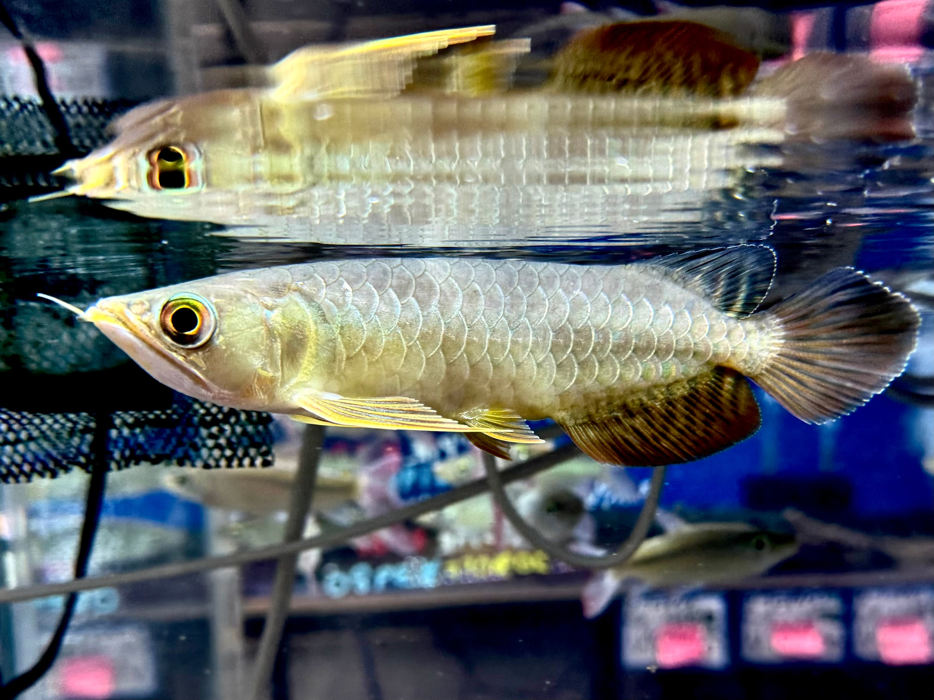 古代魚/大型魚 | AQUASTYLEG