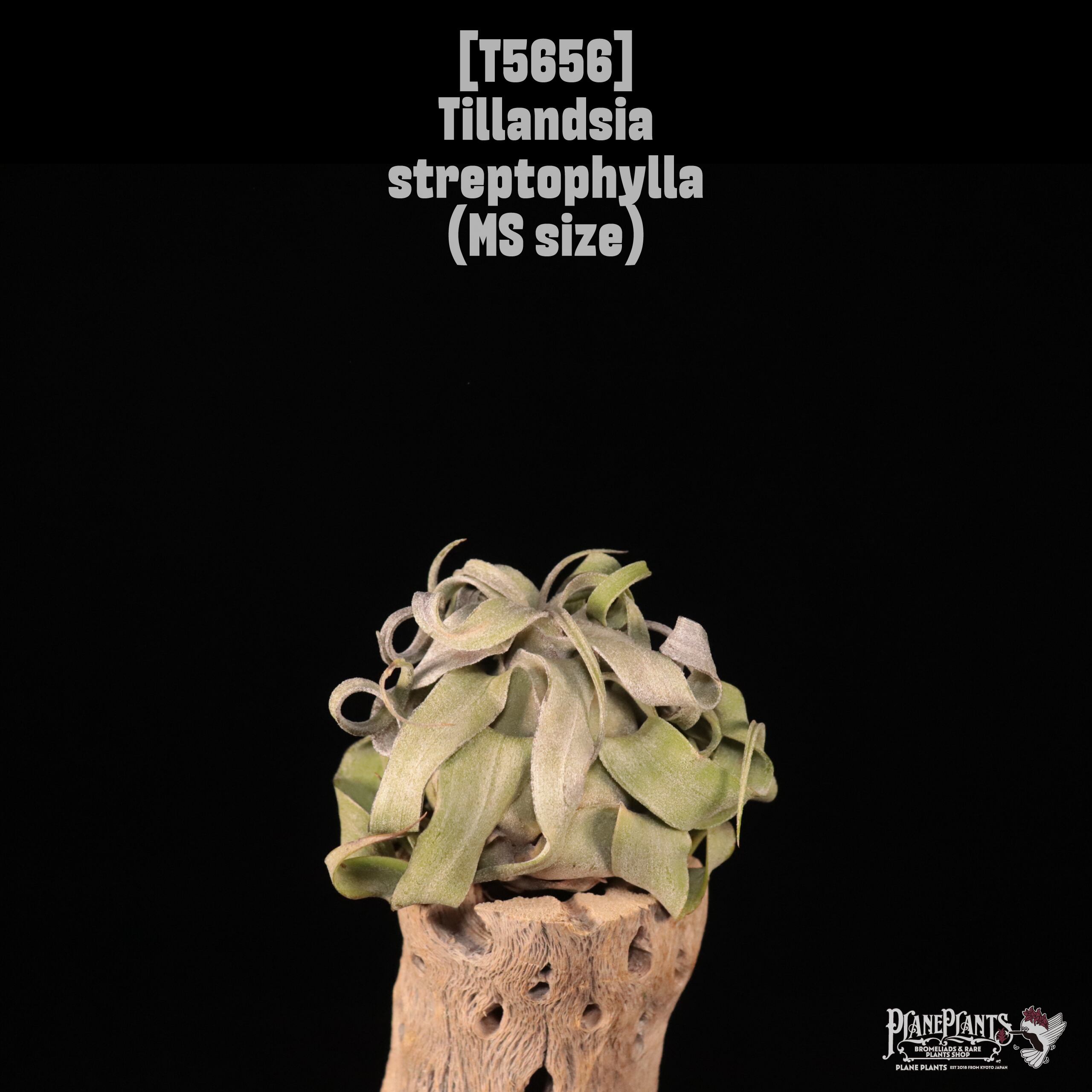 【送料無料】streptophylla MS〔エアプランツ〕現品発送T5656