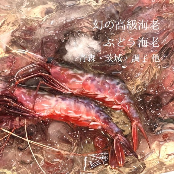 幻の高級海老 ぶどう海老 青森・茨城・千葉 他 1尾50-70g 計500g(7-10尾)【ぶどう海老500g】冷蔵 生ブドウエビ 葡萄海老