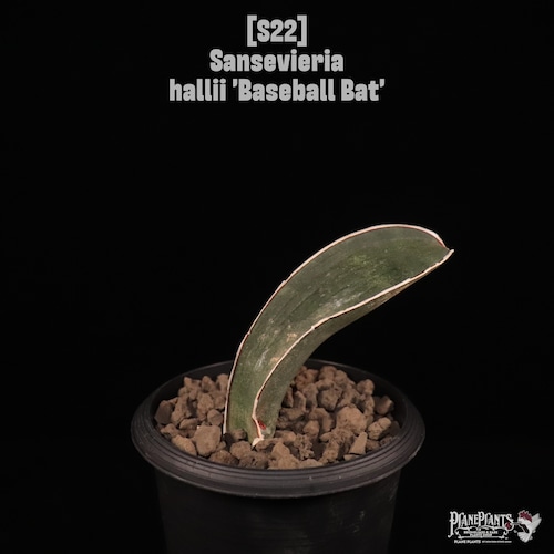 【送料無料】Sansevieria hallii 'Baseball Bat'〔サンセベリア〕現品発送S22