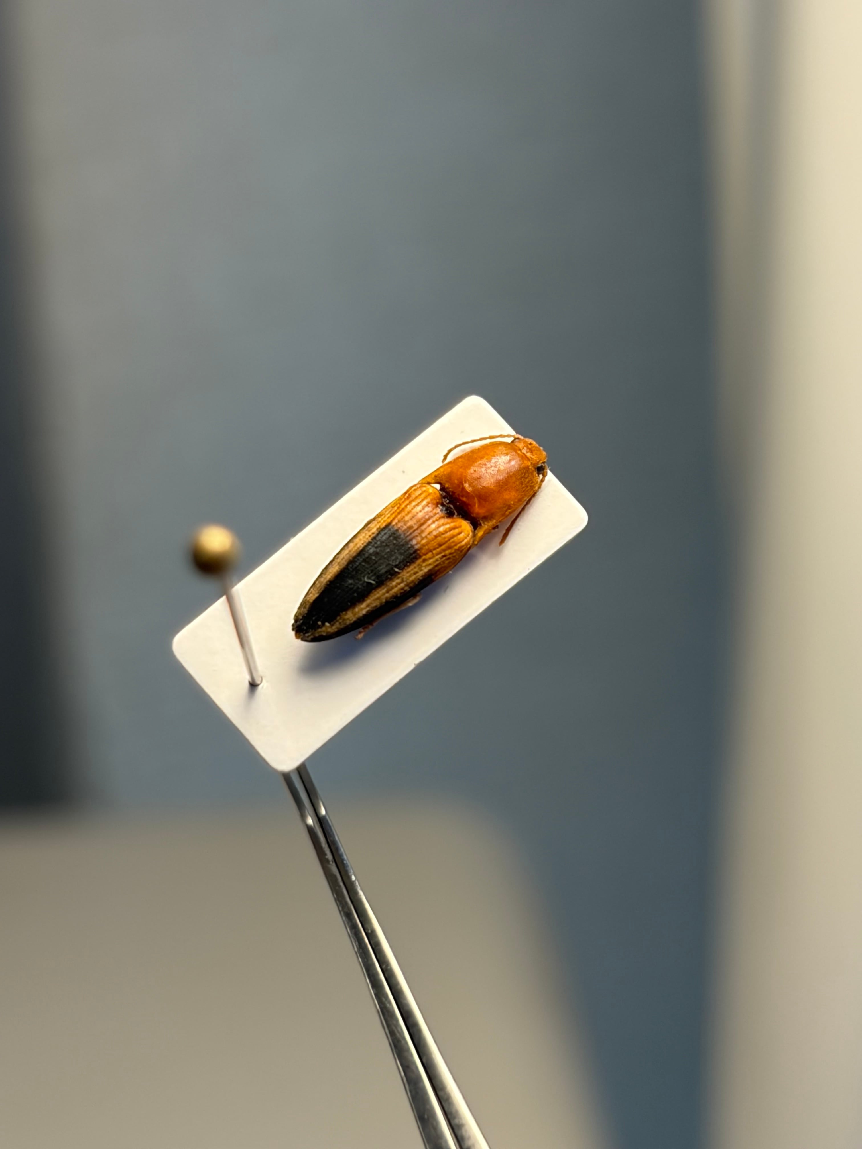 32mm】フェラーリコメツキムシ アングラトゥスミカドコメツキムシ 甲虫