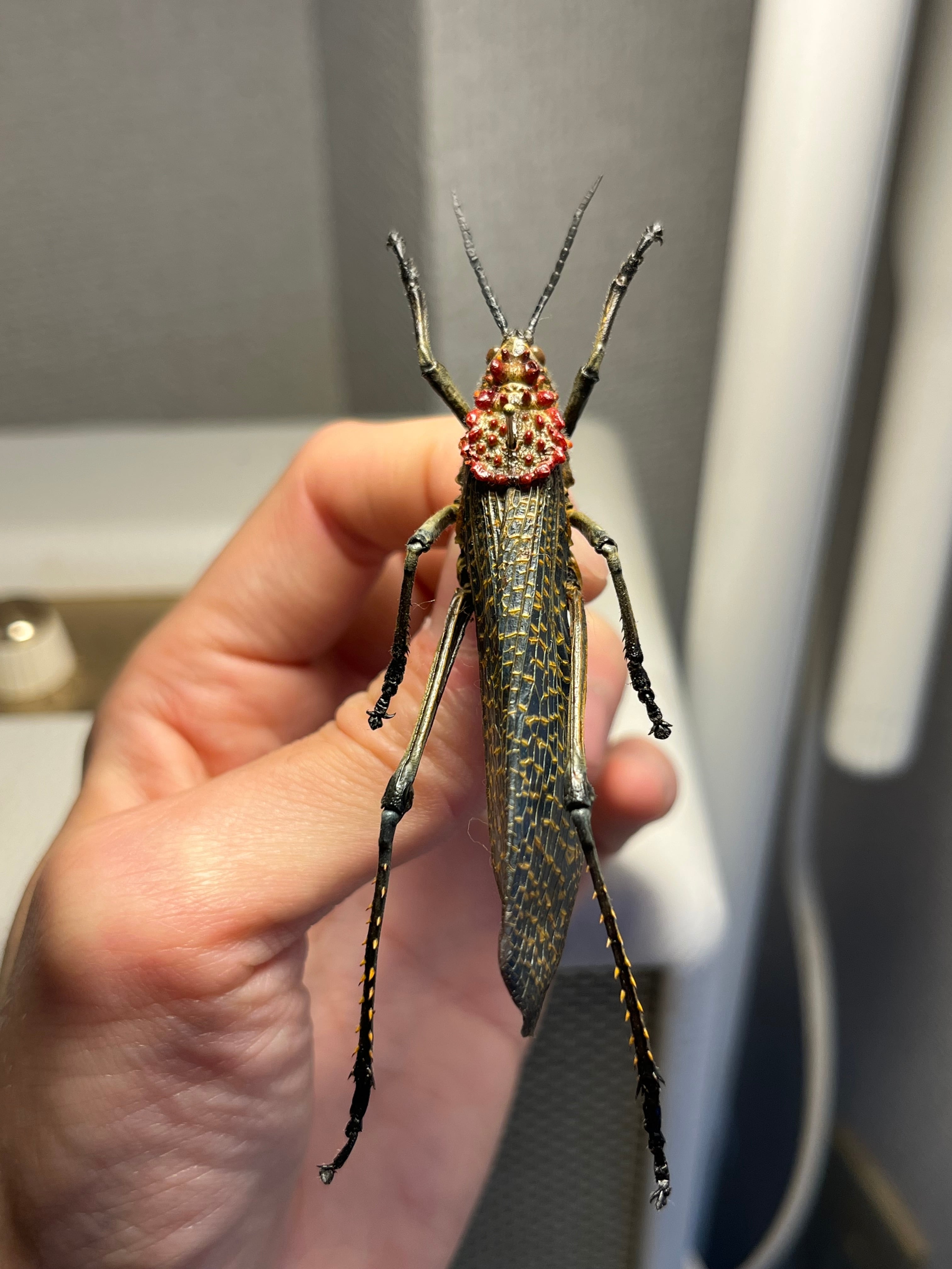 キマダラドクバッタ キリギリスコロギスリオック直翅類バッタカマキリ