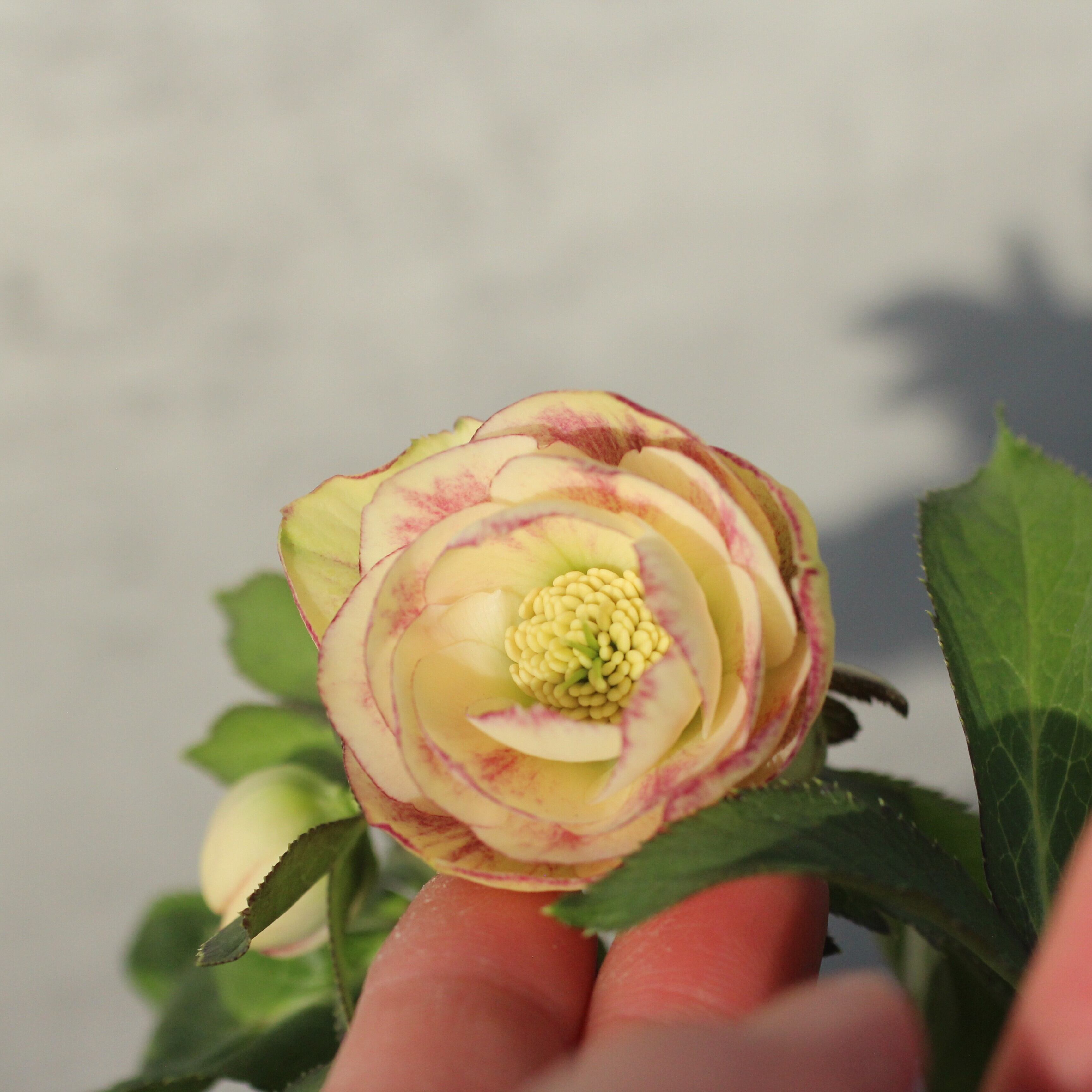 WS26-083 クリスマスローズ ウィンターシンフォニー イエローふんわり