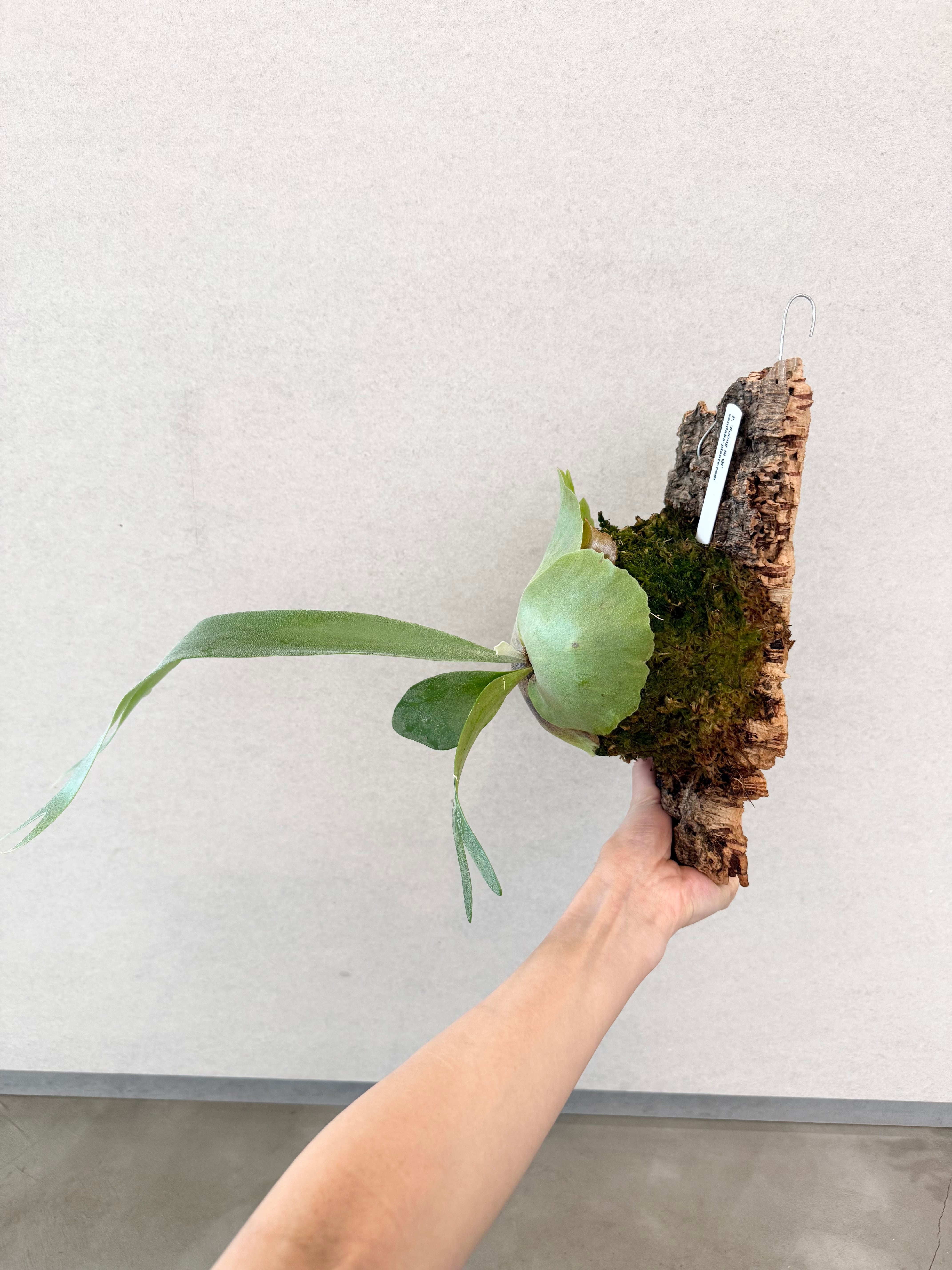 a) P. 'Foong Si Qi' ビカクシダ 'フーンシキ' | vandaka plants
