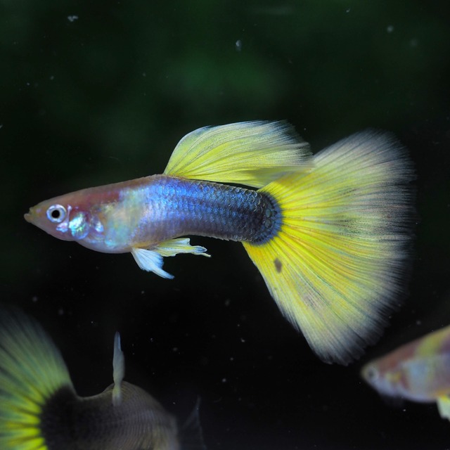 【セール】ゴールデンTaxi 2ペア