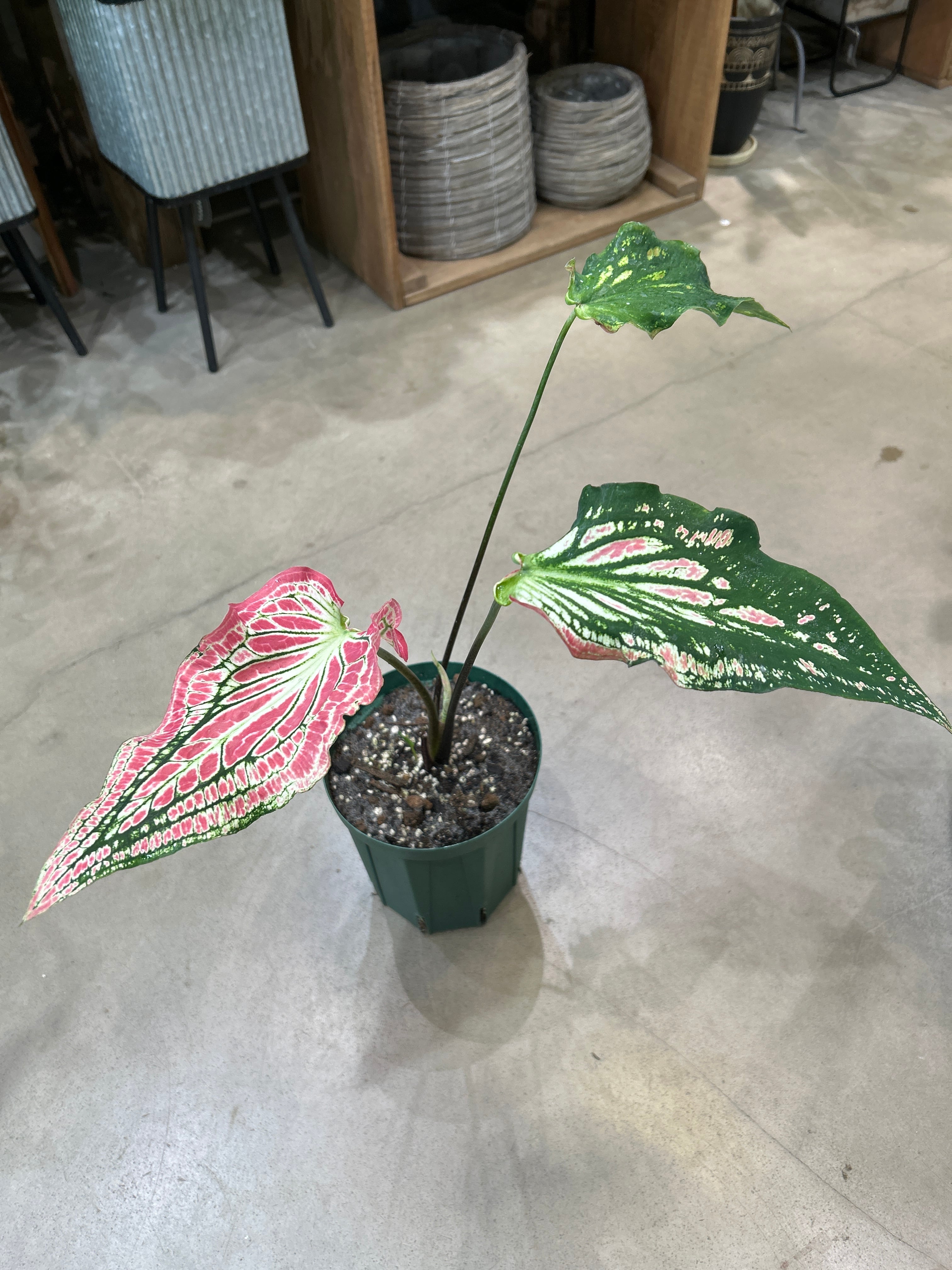 ALL ITEM | MIDORIYA 観葉植物専門店