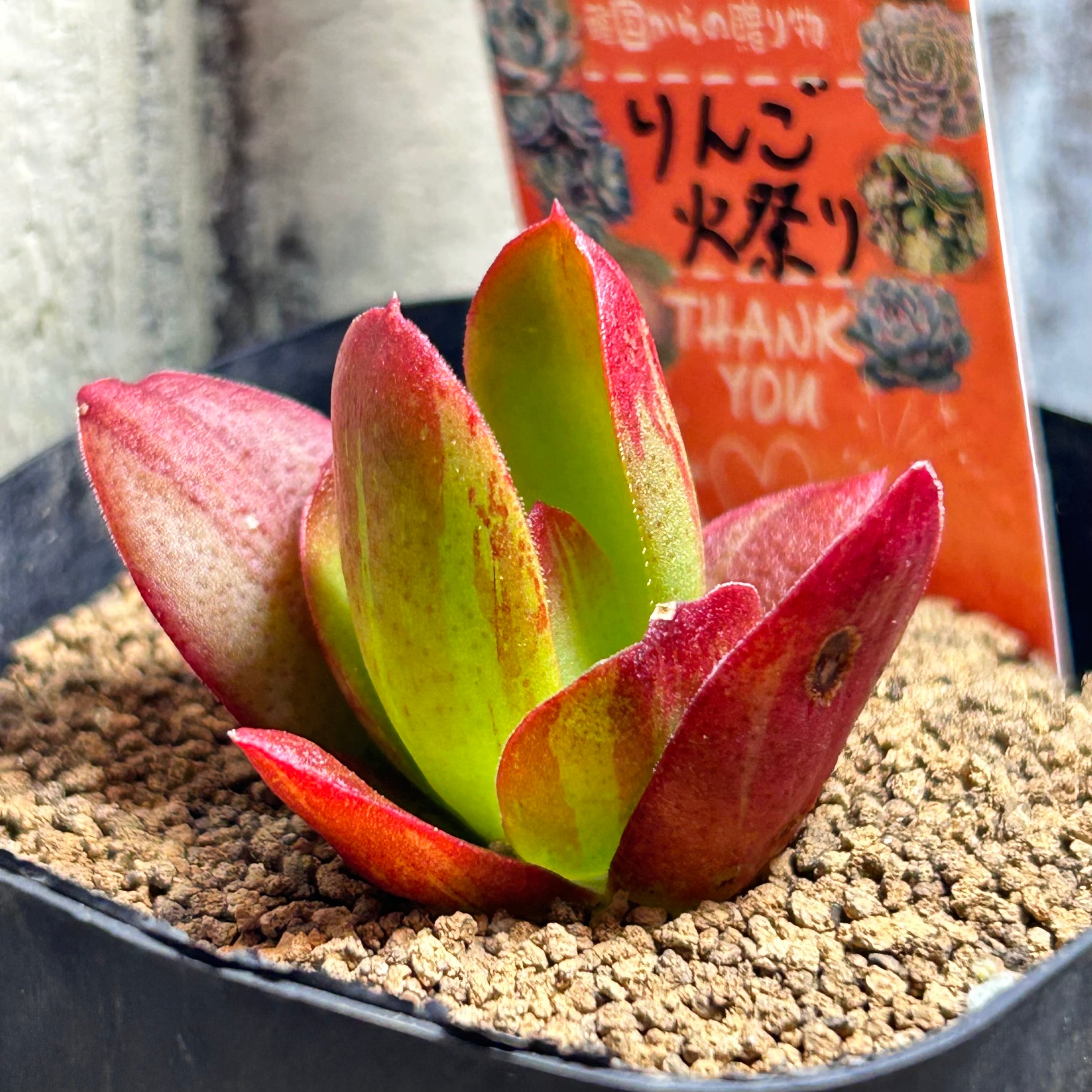 りんご火祭り | RuPo 多肉植物専門店